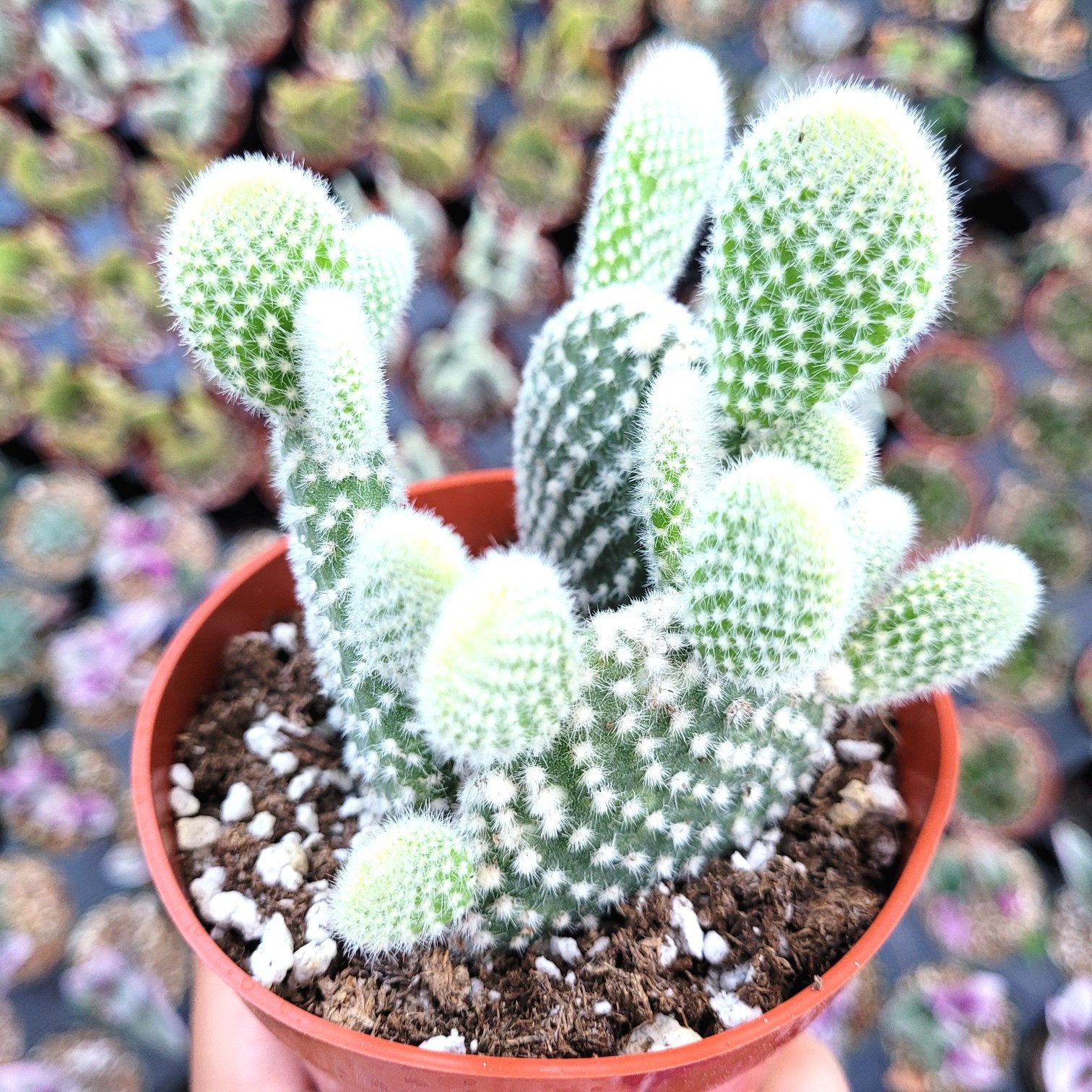 Opuntia microdasys var. albospina 'White Bunny Ears' - Succulents Depot