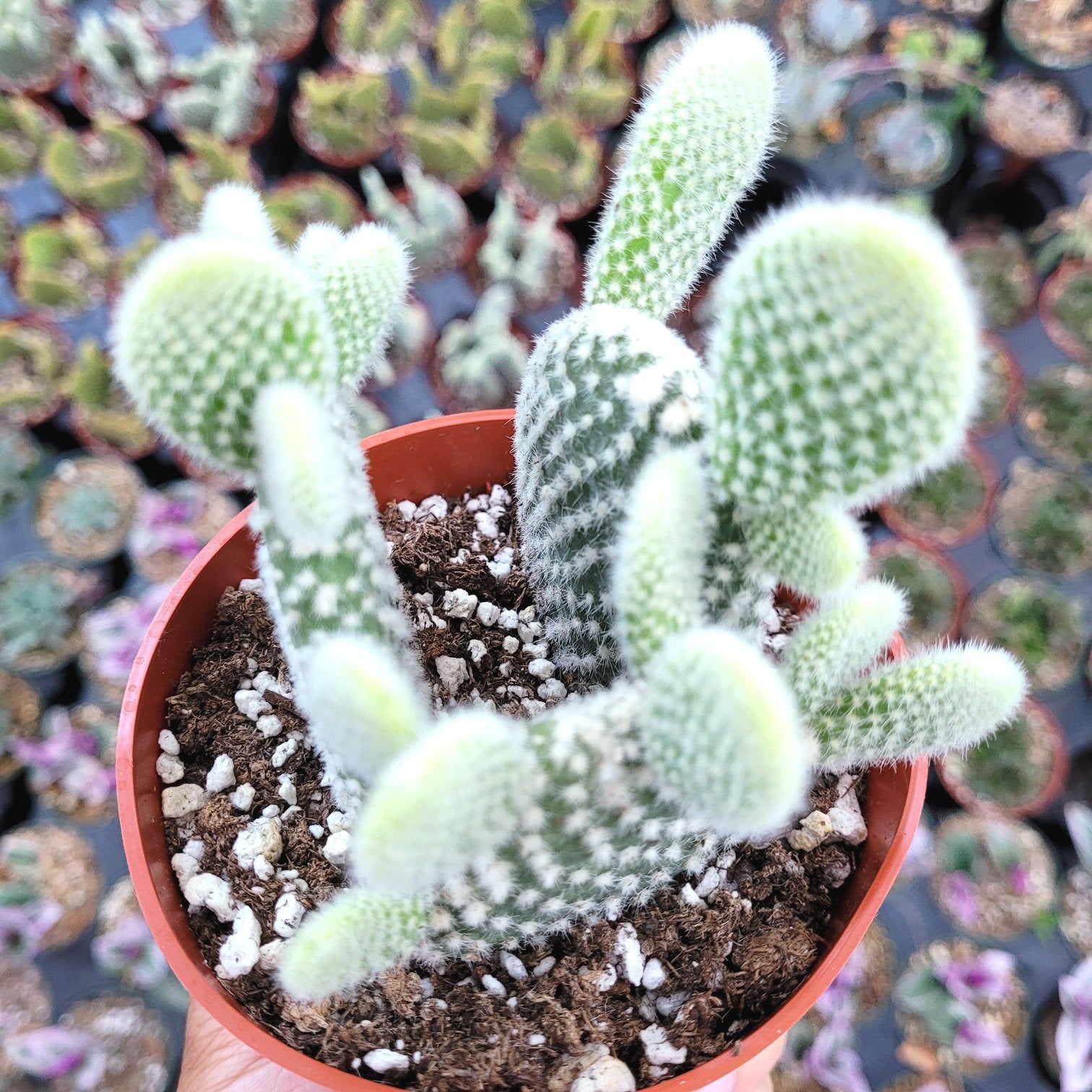 Opuntia microdasys var. albospina 'White Bunny Ears' - Succulents Depot