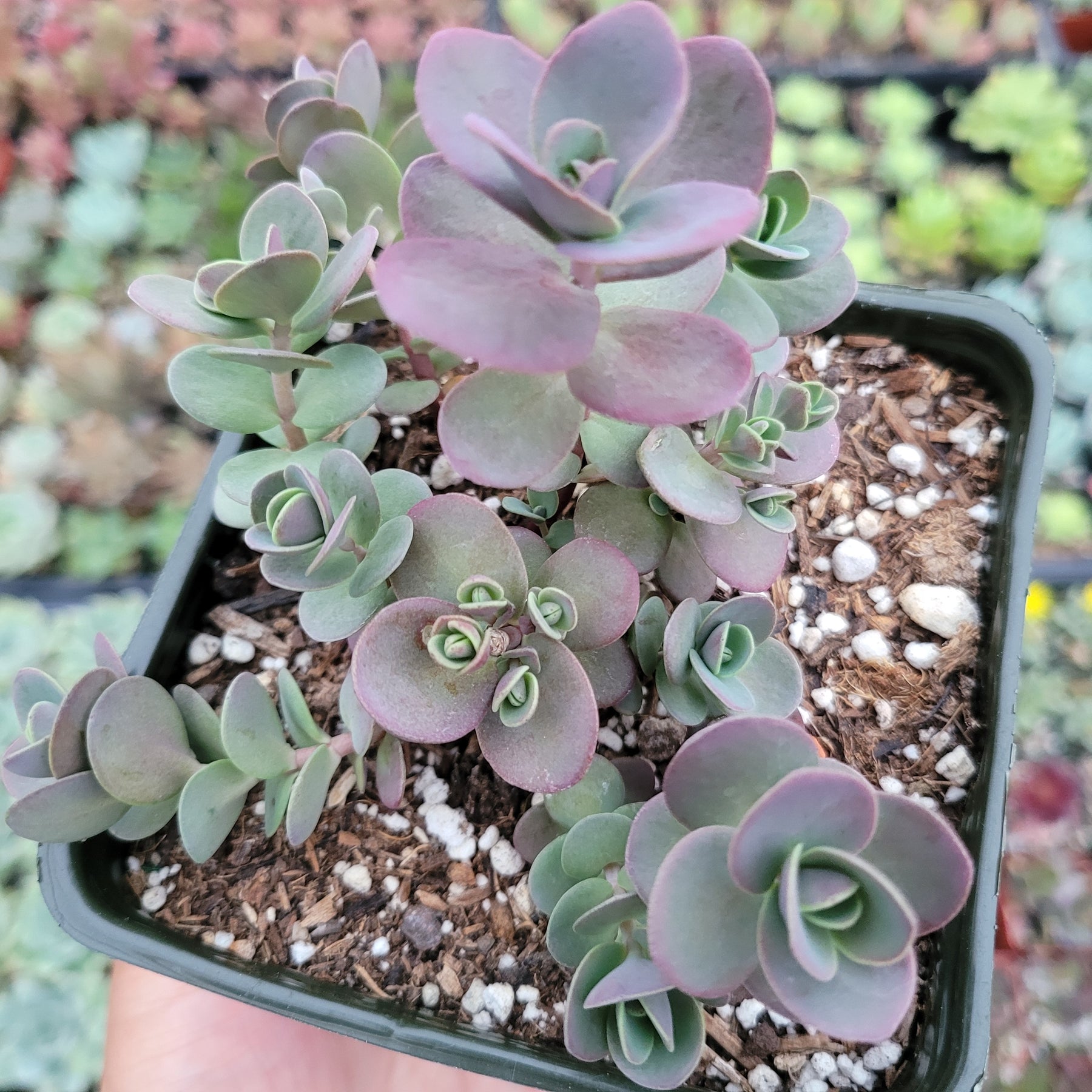 SunSparkler® Sedum 'Cherry Tart'