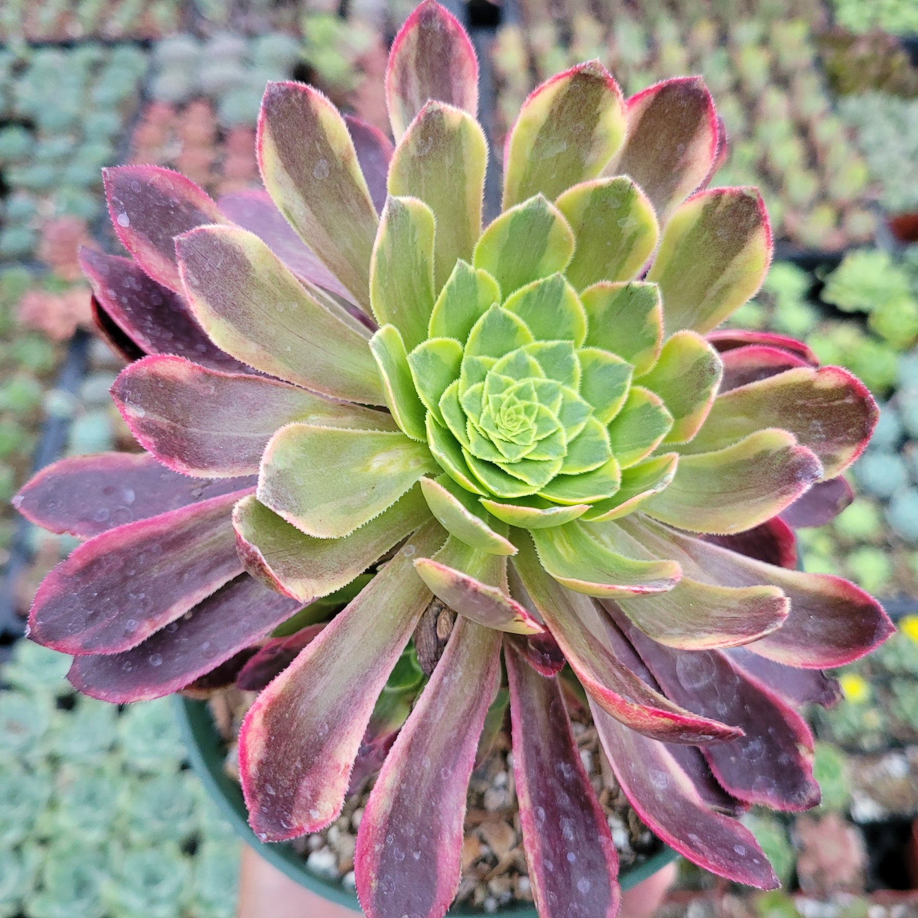 Aeonium fiesta - Succulents Depot