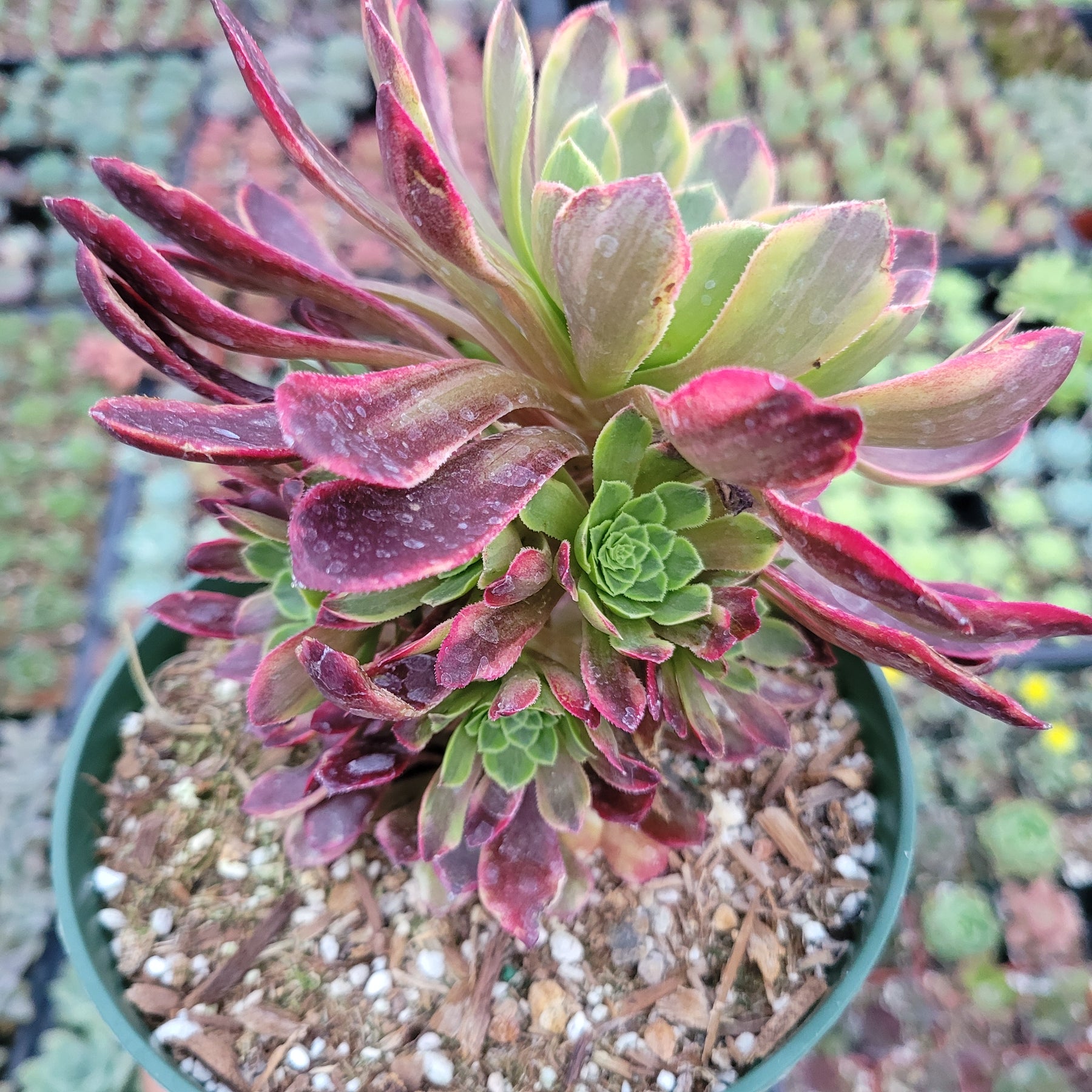 Aeonium fiesta - Succulents Depot