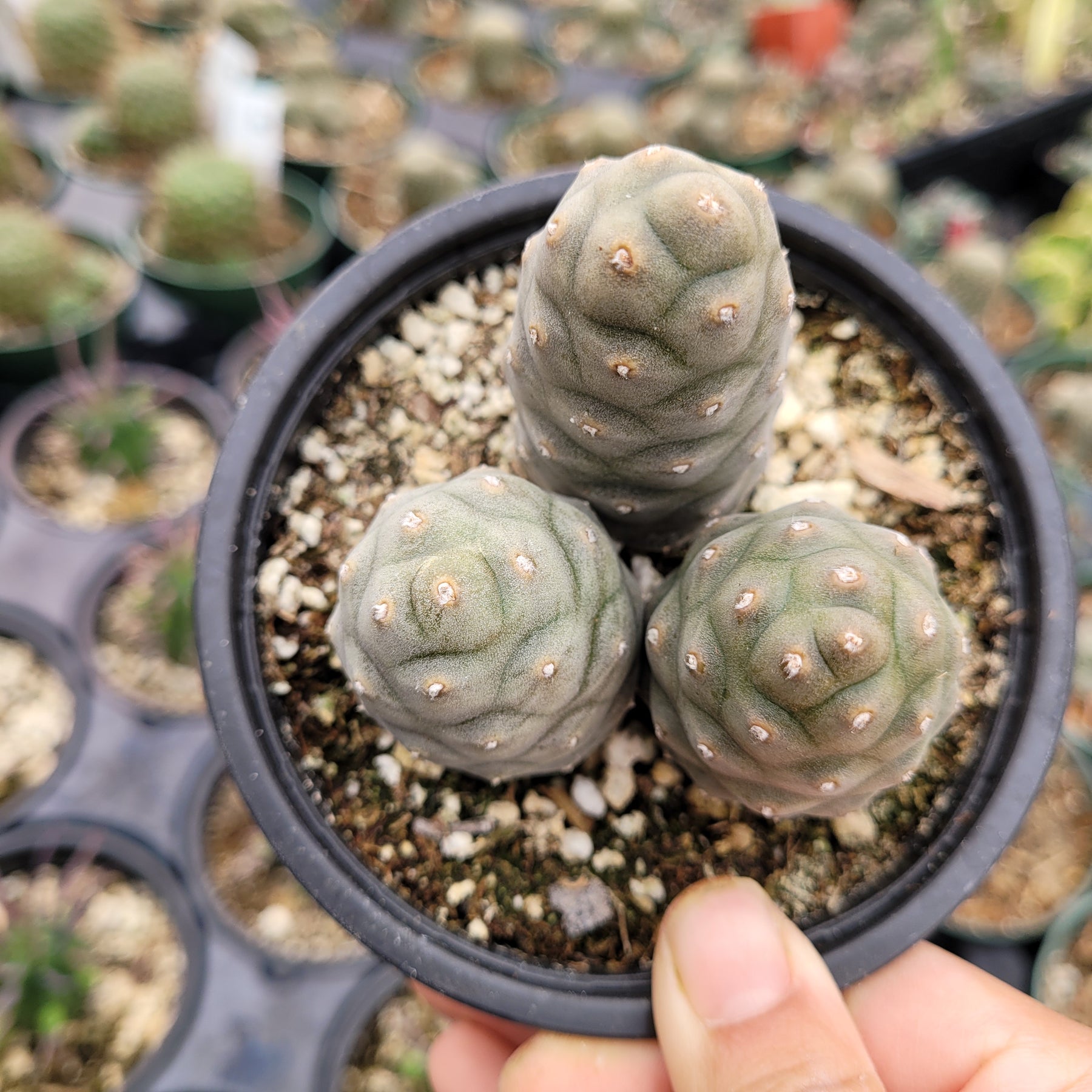 Tephrocactus articulatus var. inermis - Pine Cone Cactus - Succulents Depot