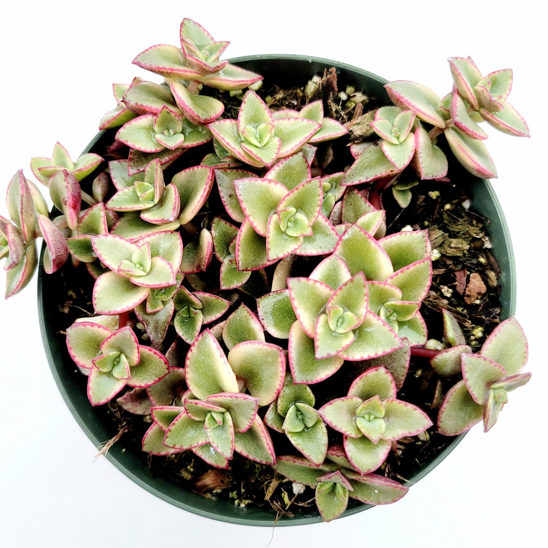 Crassula marginalis rubra 'Variegata' "Calico Kitten" - Succulents Depot
