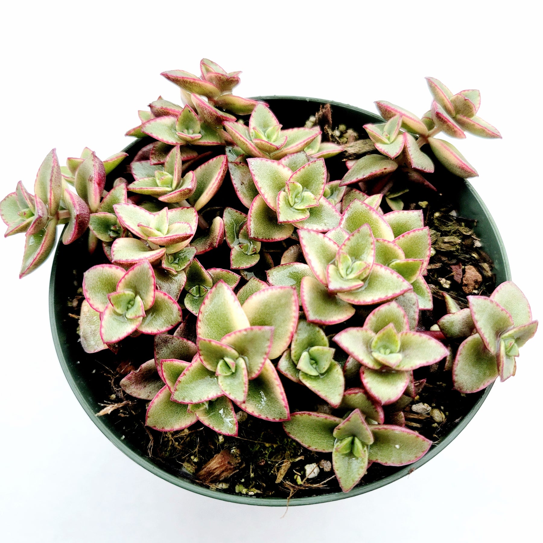 Crassula marginalis rubra 'Variegata' "Calico Kitten" - Succulents Depot