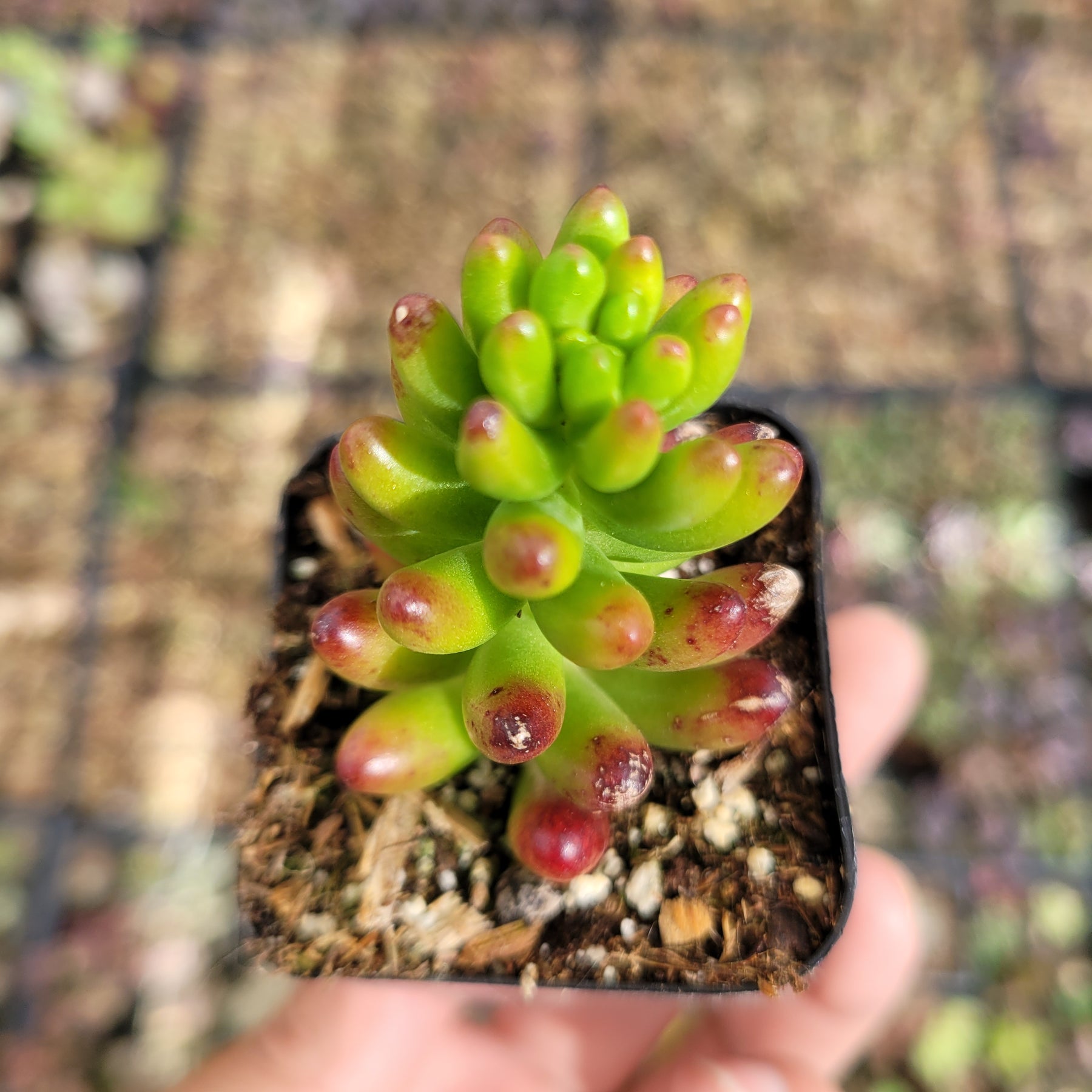 Sedum rubrotinctum Jelly Bean