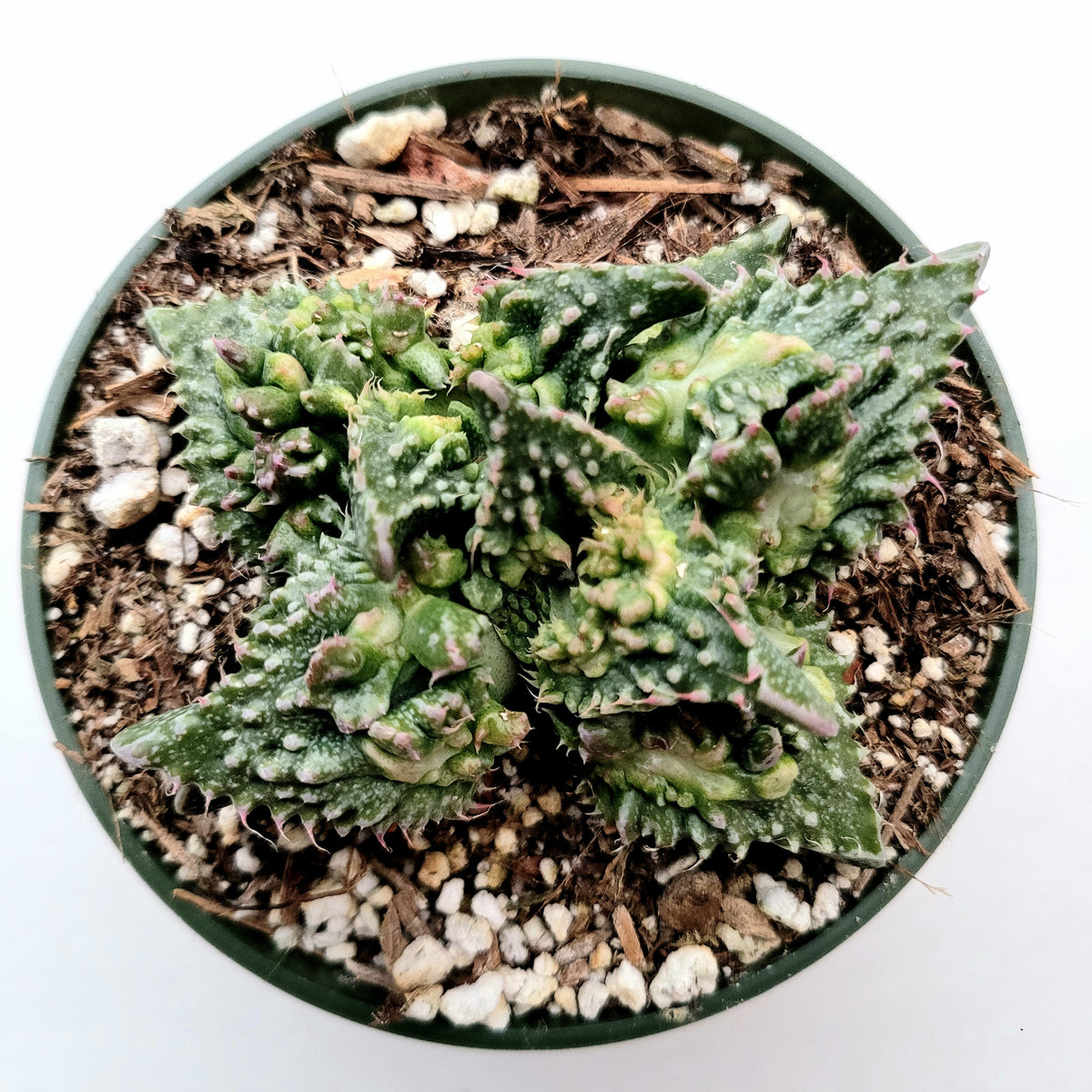 Faucaria tuberculosa succulent in gritty nursery pot.