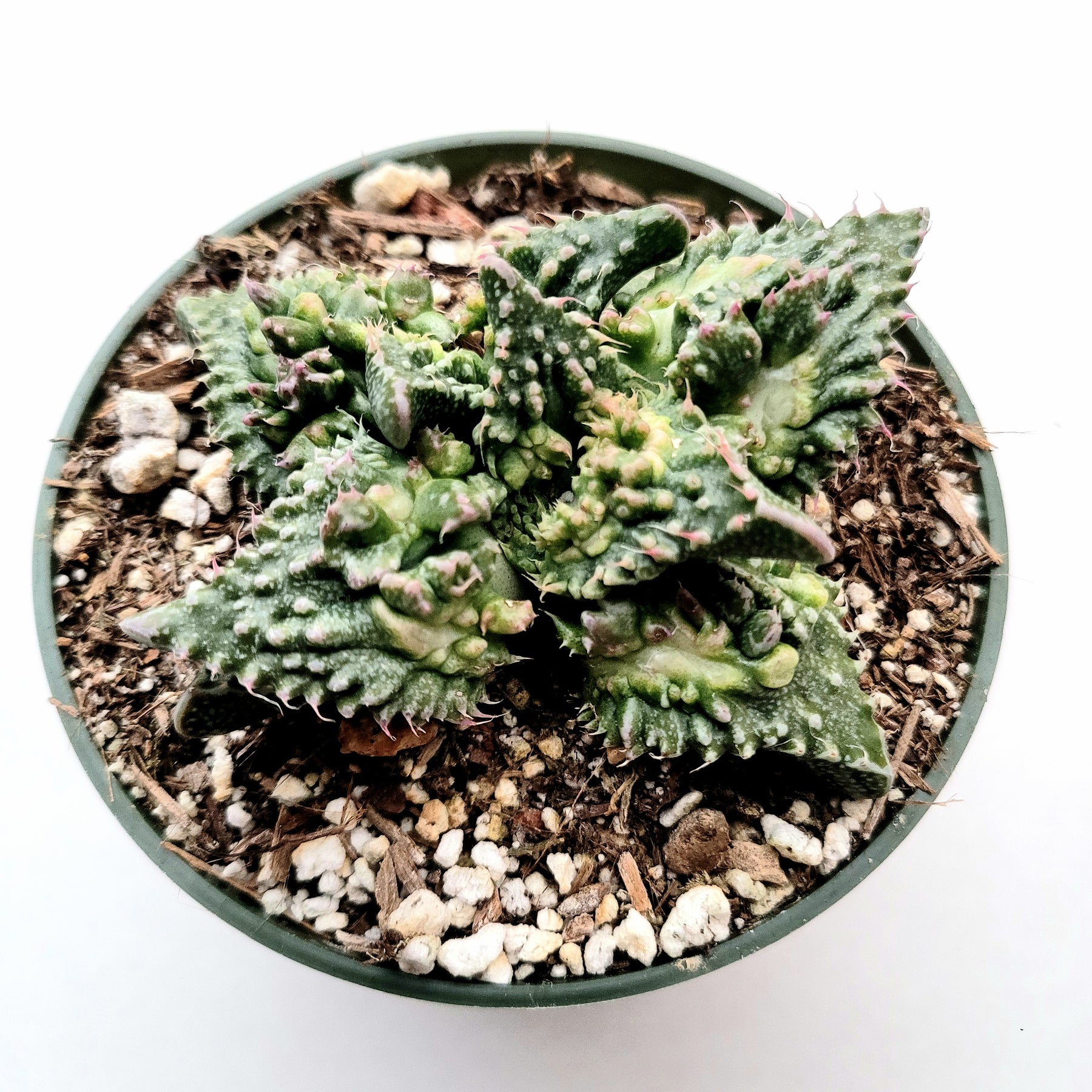 Faucaria tuberculosa