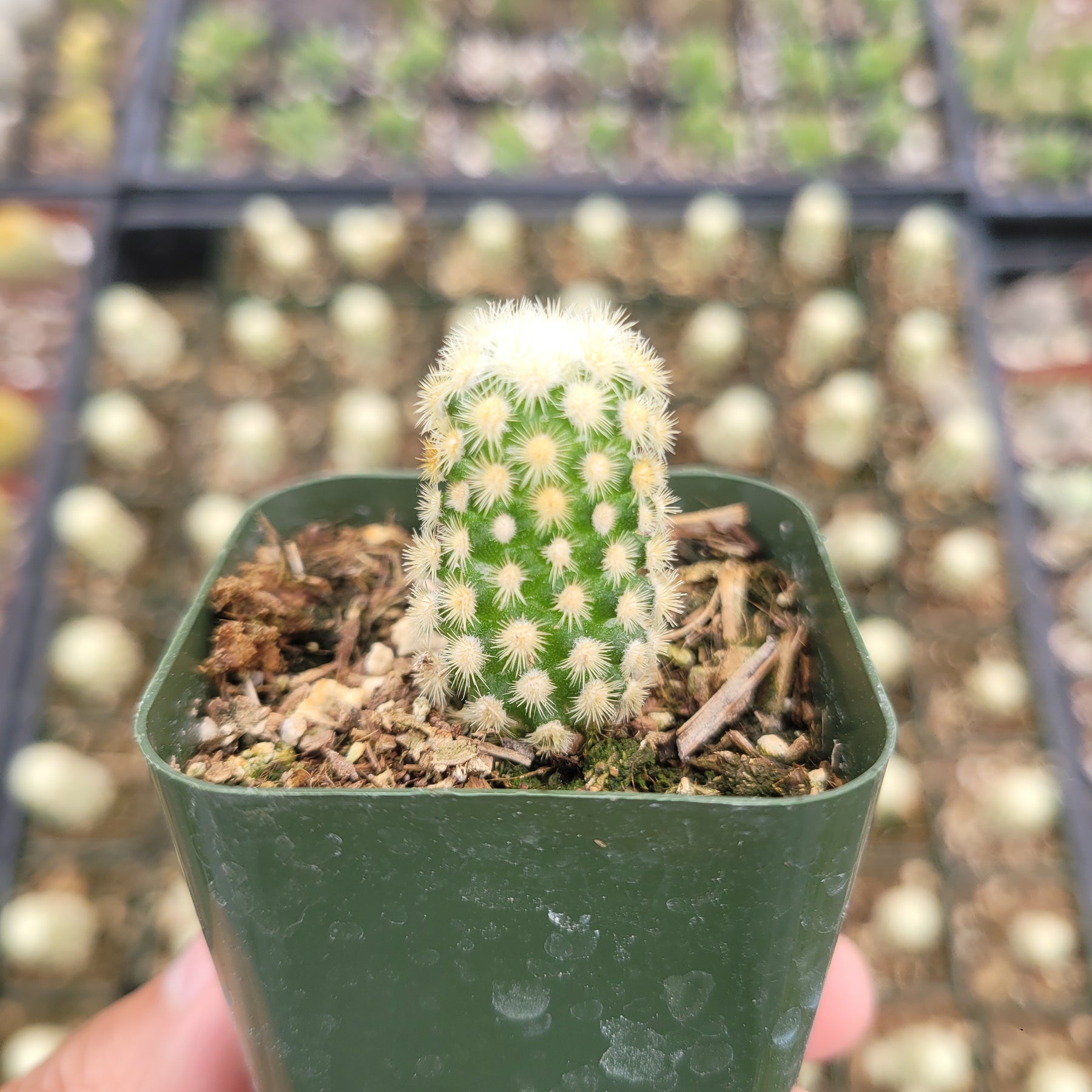 Mammillaria elongata 'Copper King'