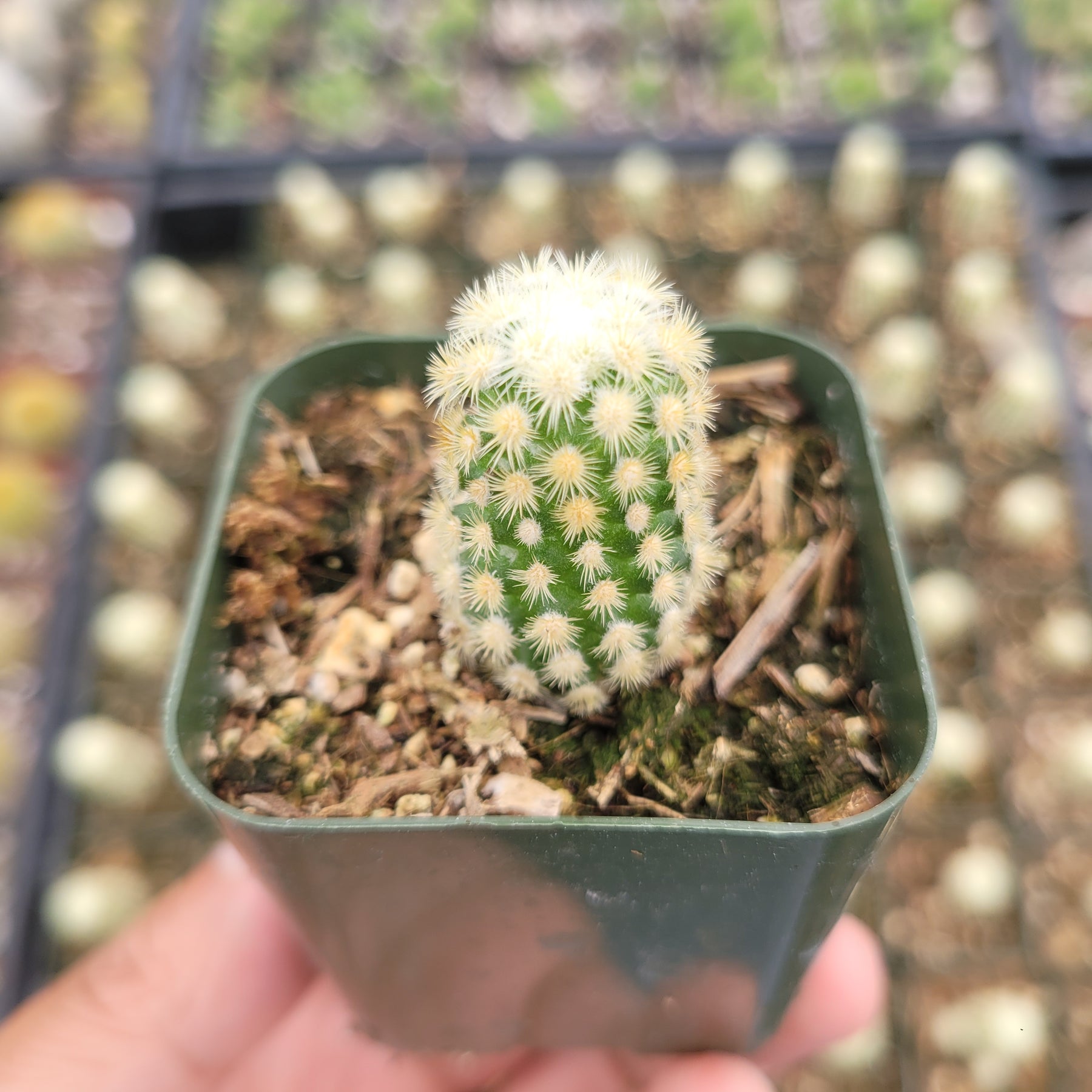 Mammillaria elongata 'Copper King'