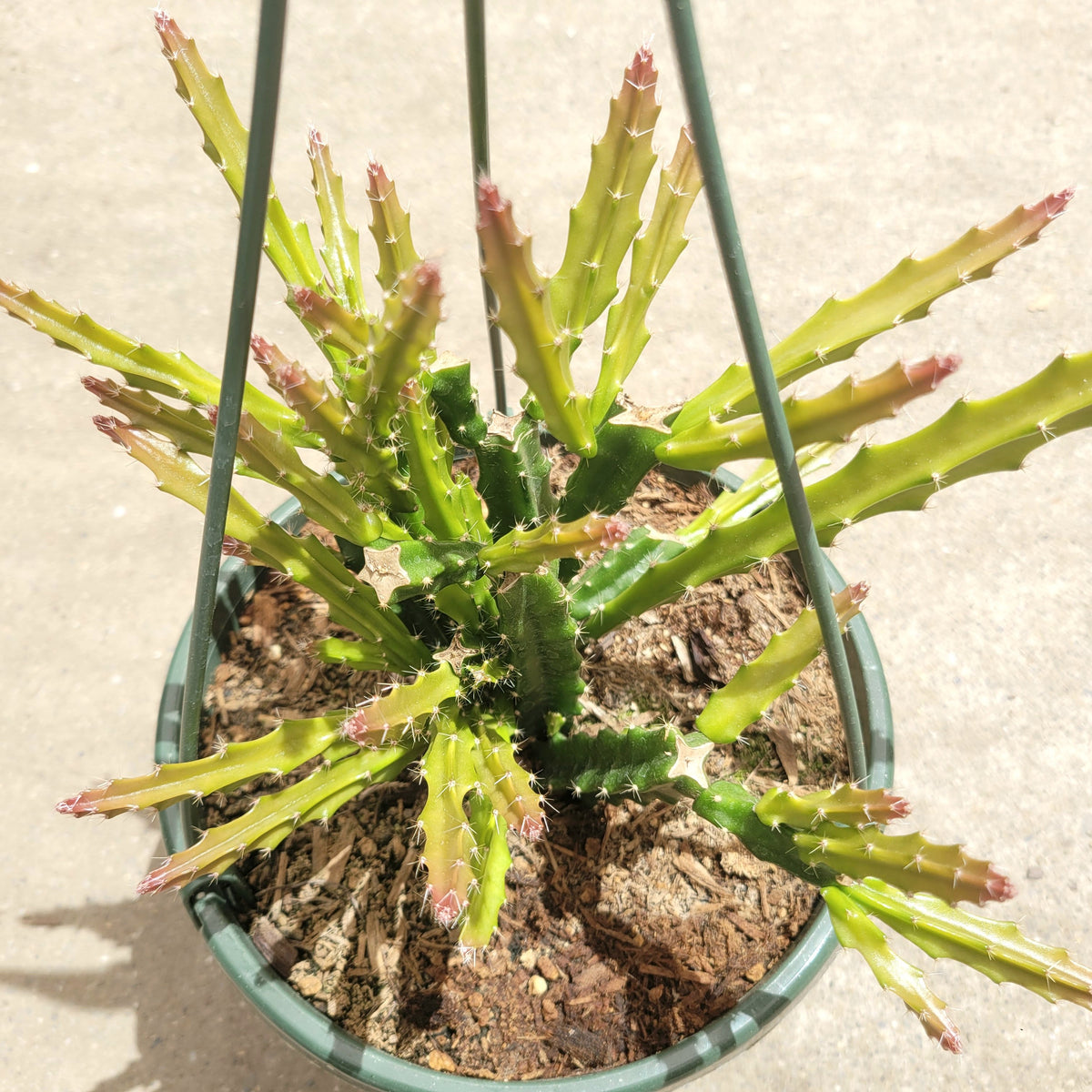 Aporophyllum 'Edna Bellamy' Hybrid Cactus in hanging pot.