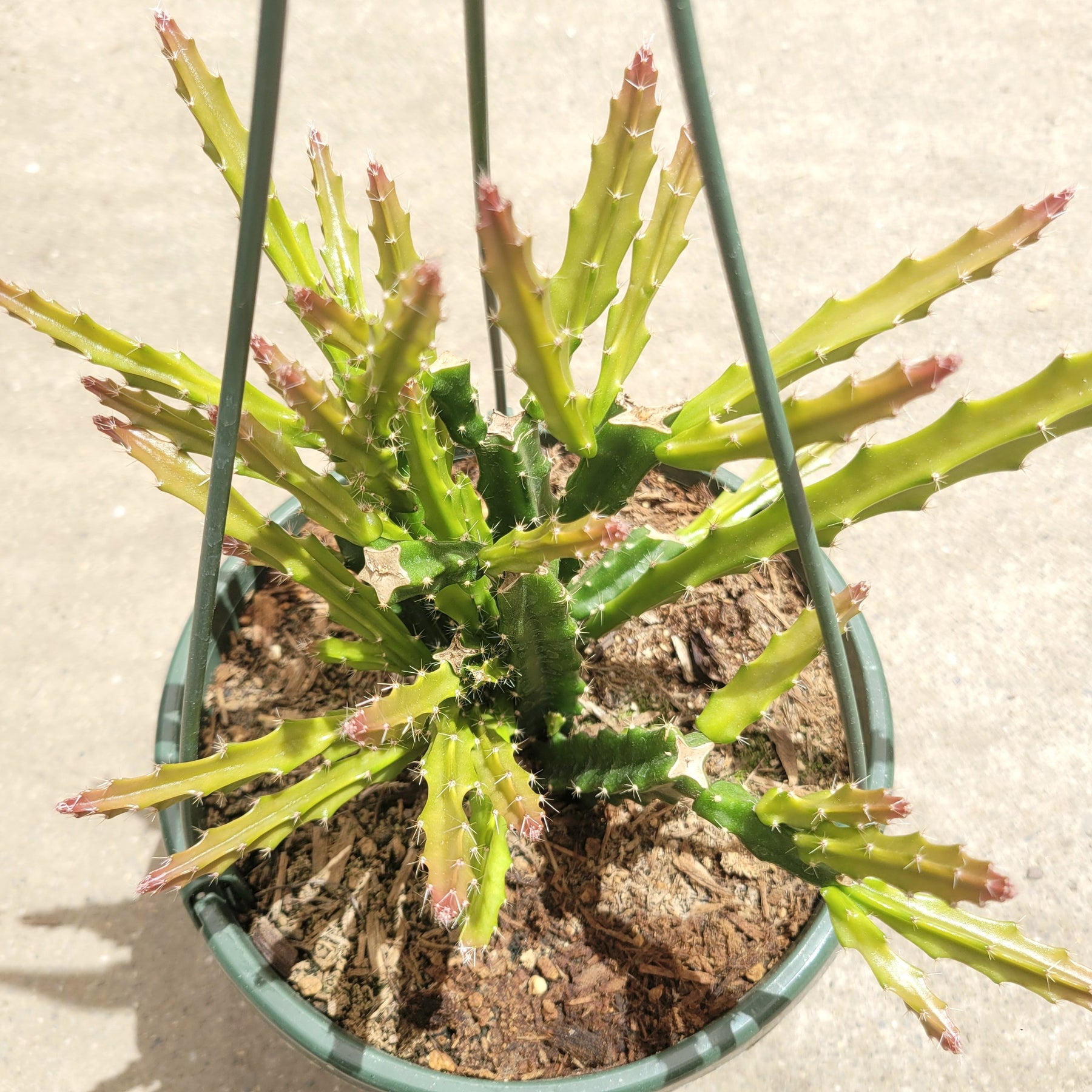 Aporophyllum 'Edna Bellamy' Hybrid Cactus