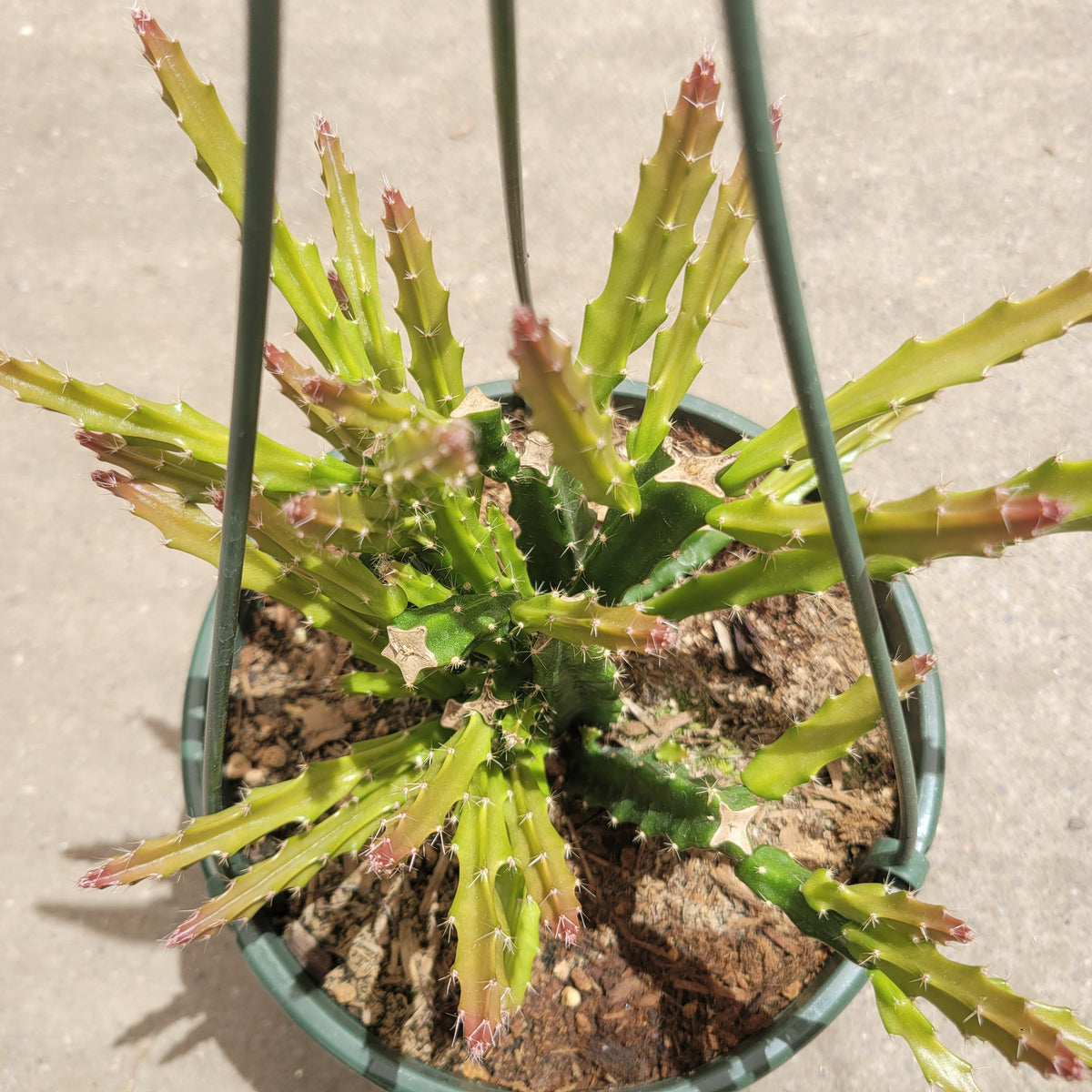 Aporophyllum 'Edna Bellamy' Hybrid Cactus in nursery pot.