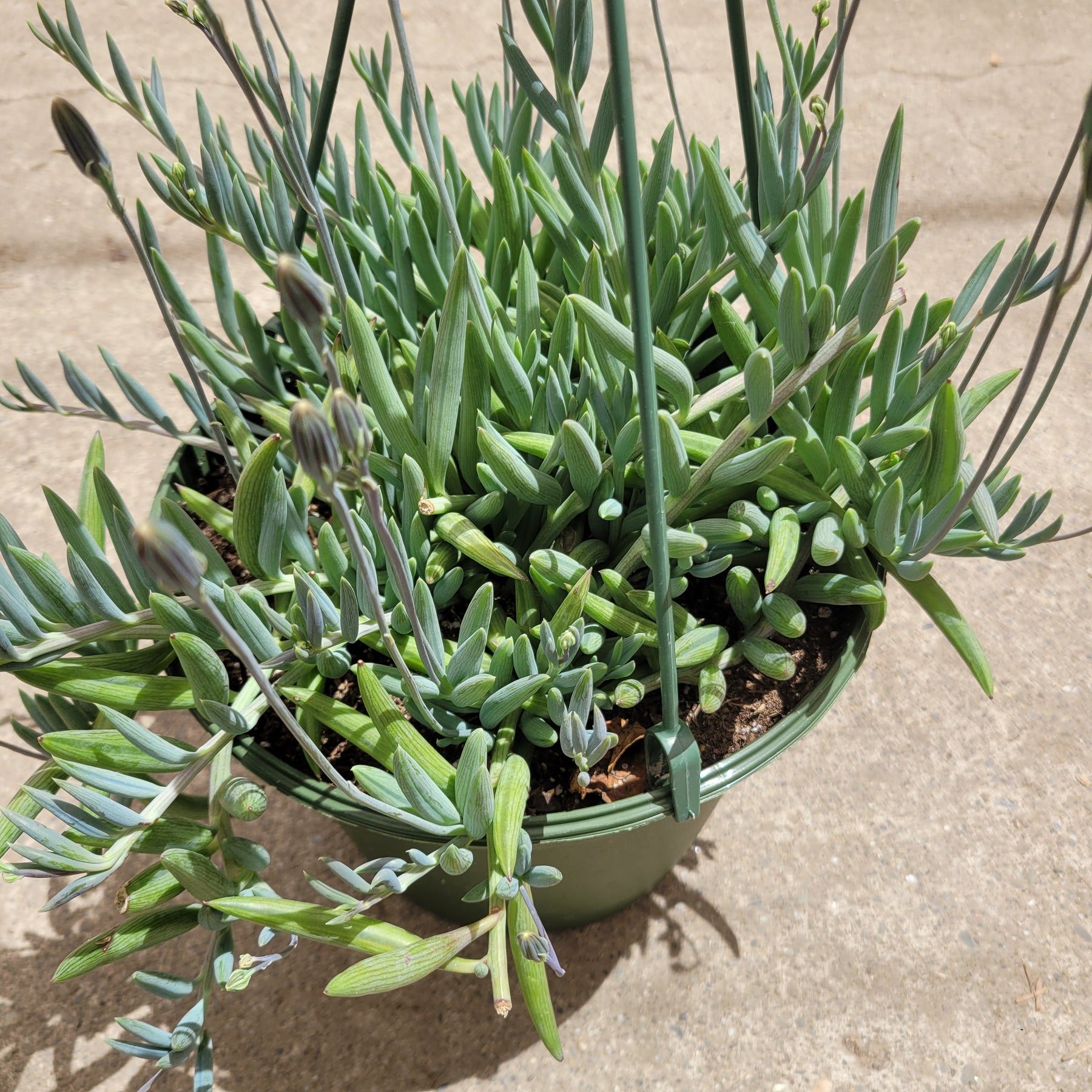 Senecio radicans Hybrid 'Fish Hooks' - Succulents Depot