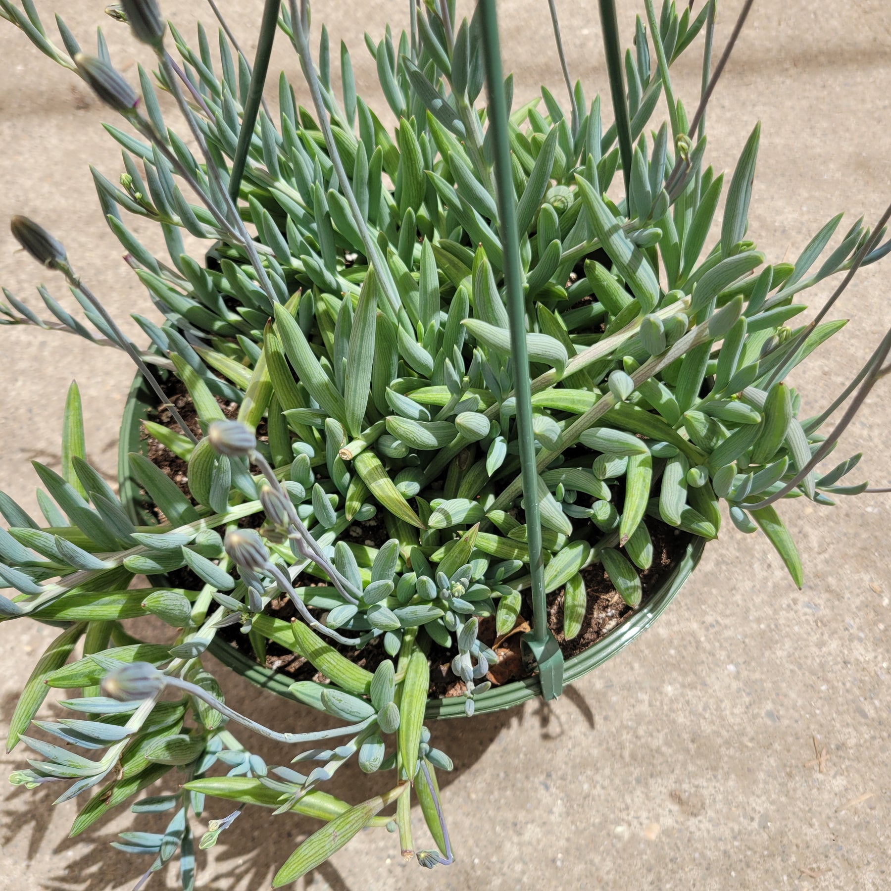 Senecio radicans Hybrid 'Fish Hooks' - Succulents Depot