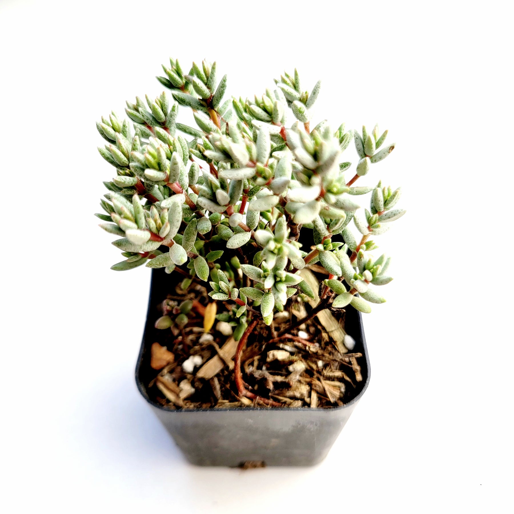 Crassula pruinosa