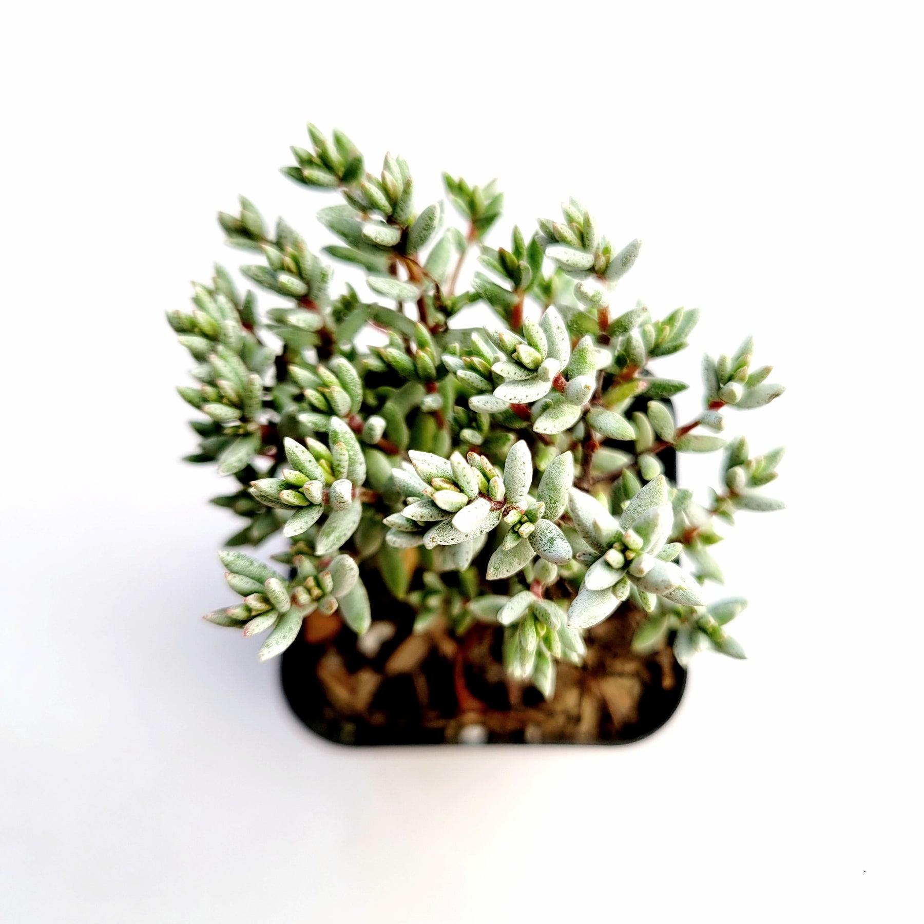 Crassula pruinosa