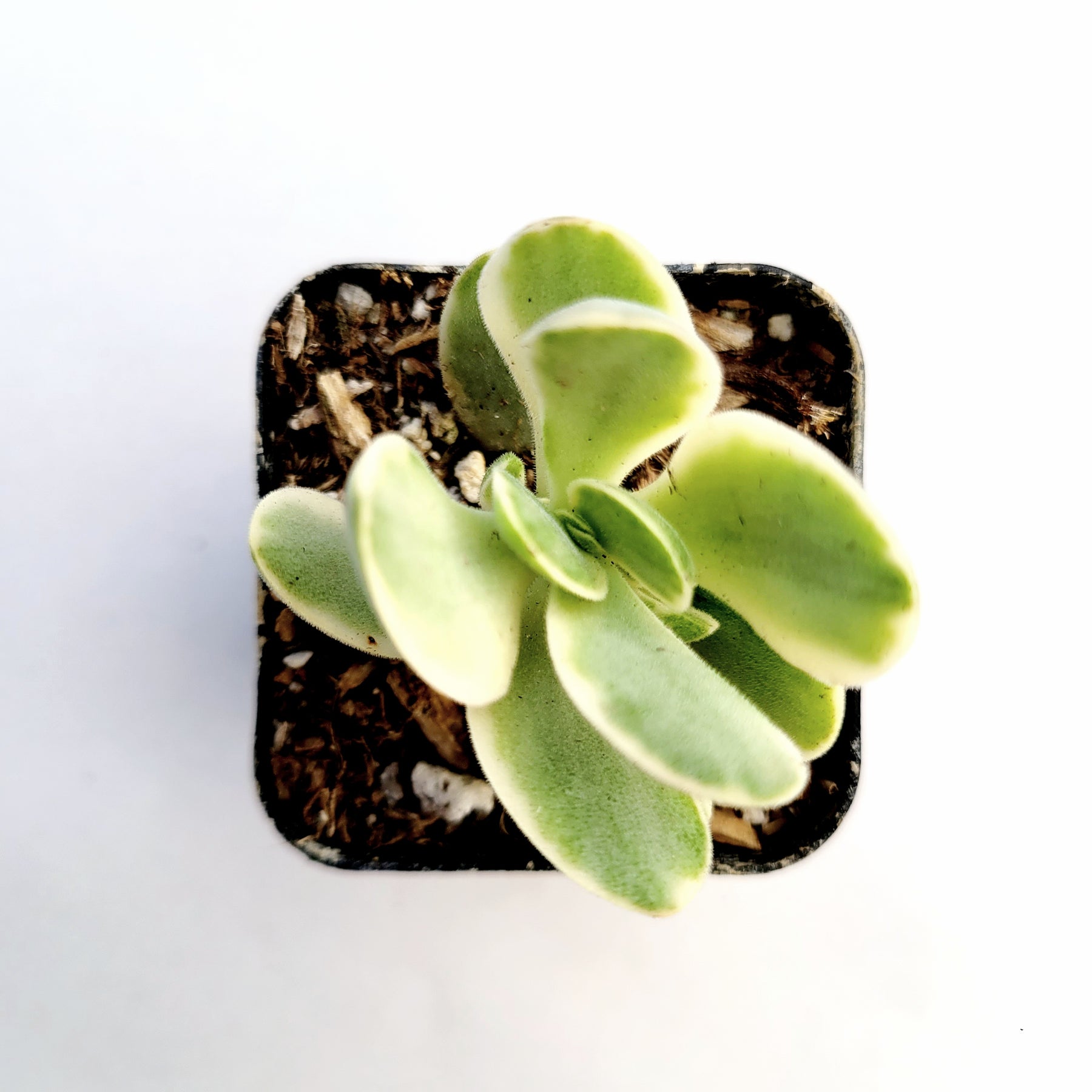 Crassula swaziensis Variegata 'Money Maker'