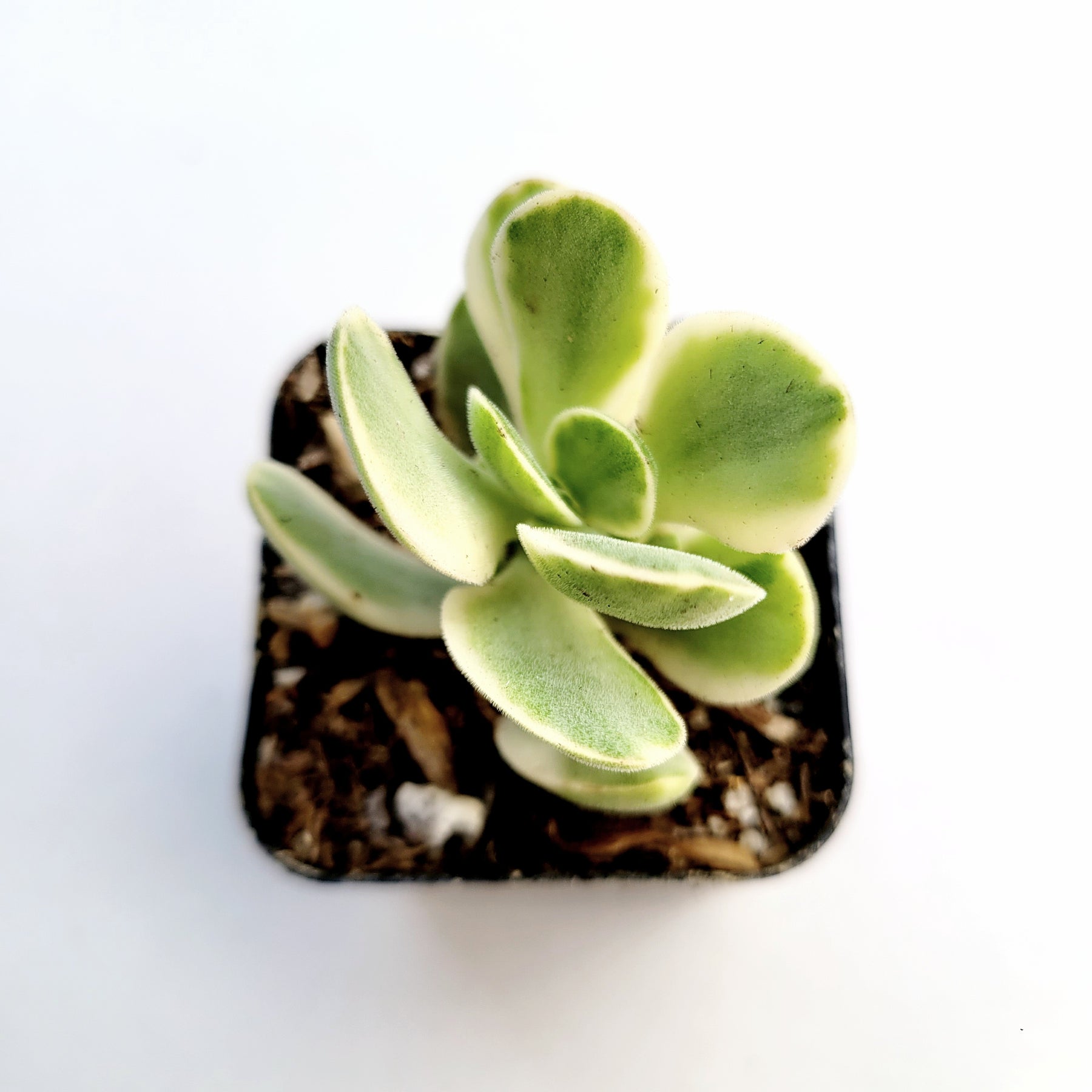 Crassula swaziensis Variegata 'Money Maker'