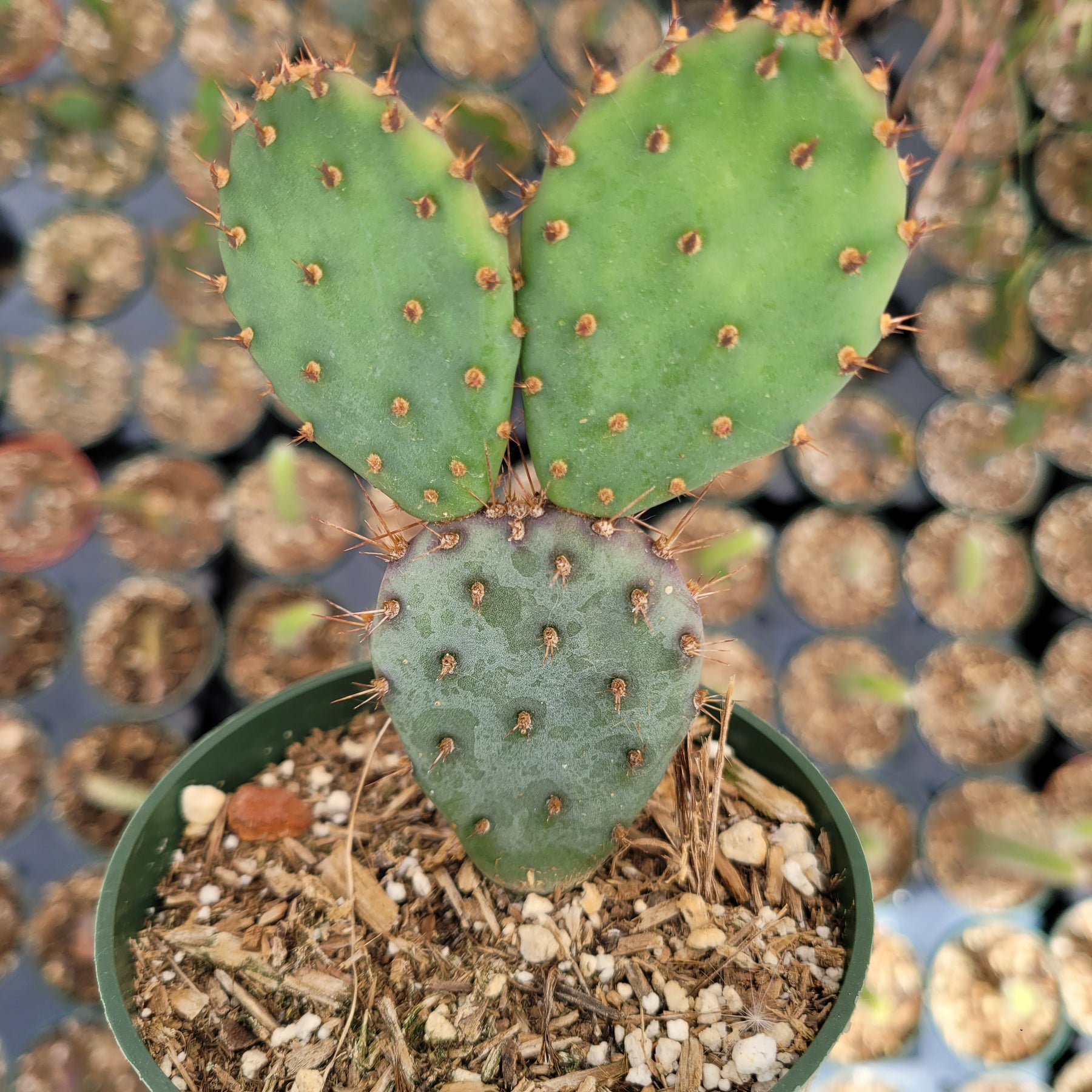 Santa Rita Purple Prickly Pear Cactus - Succulents Depot