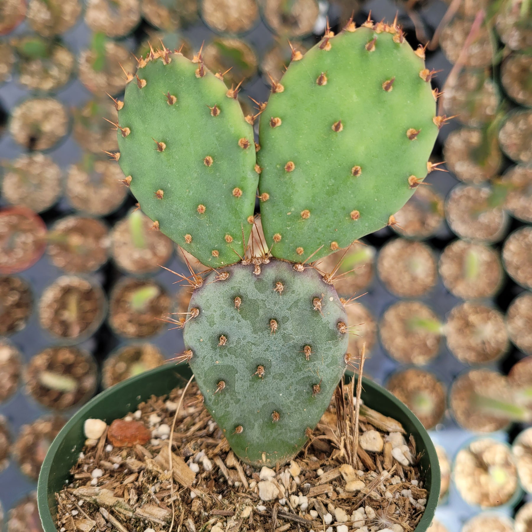 Santa Rita Purple Prickly Pear Cactus - Succulents Depot