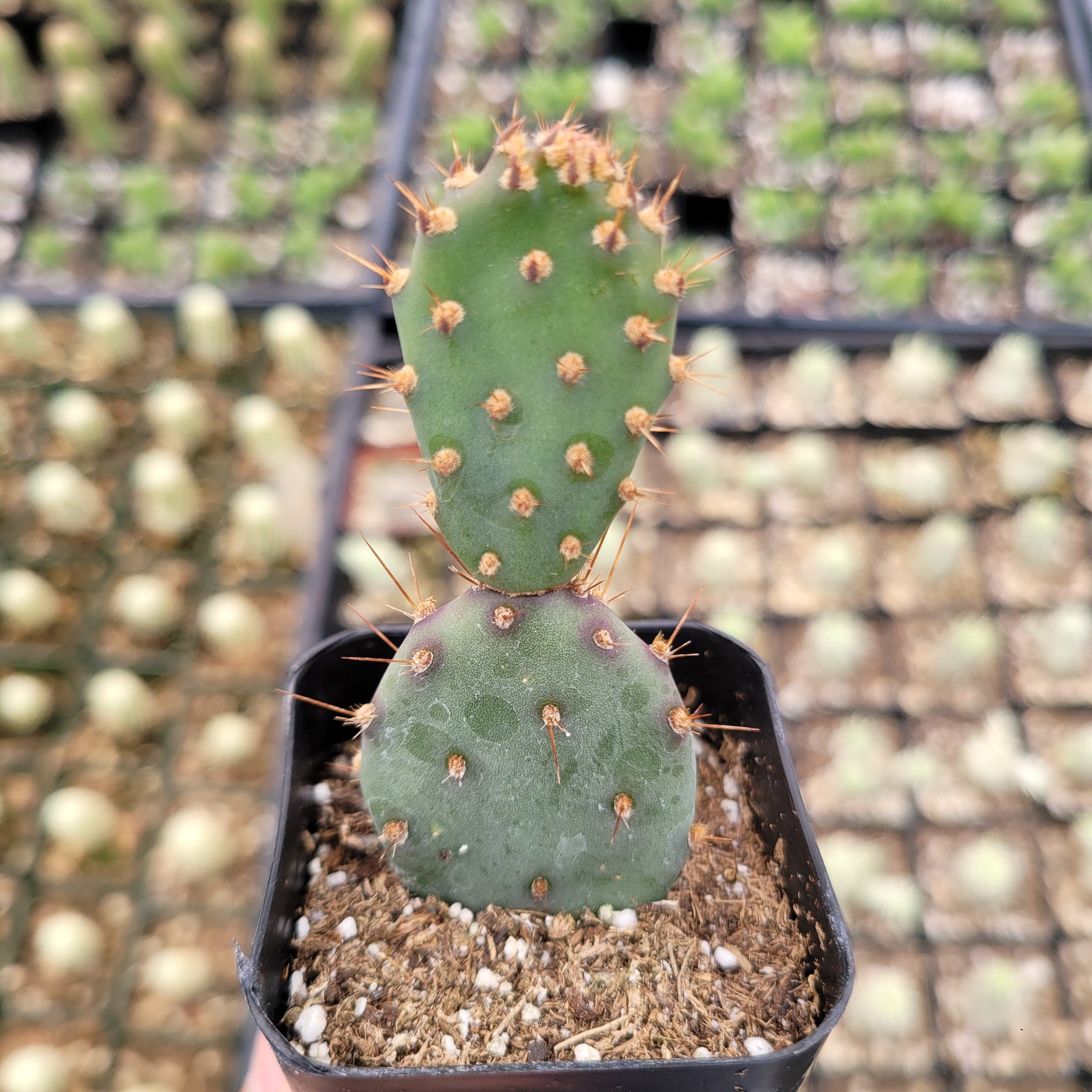 Santa Rita Purple Prickly Pear Cactus - Succulents Depot