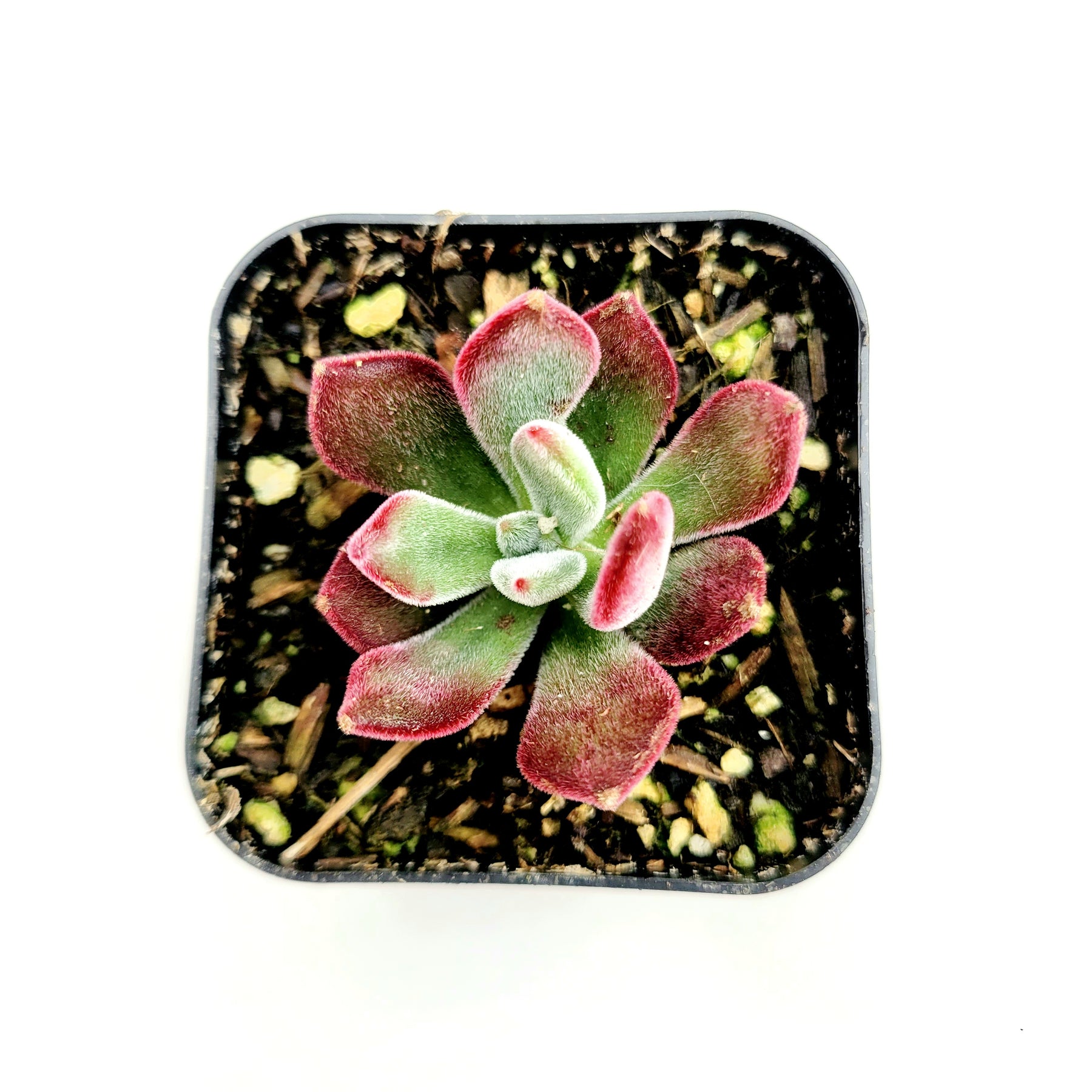 Echeveria 'Devotion'