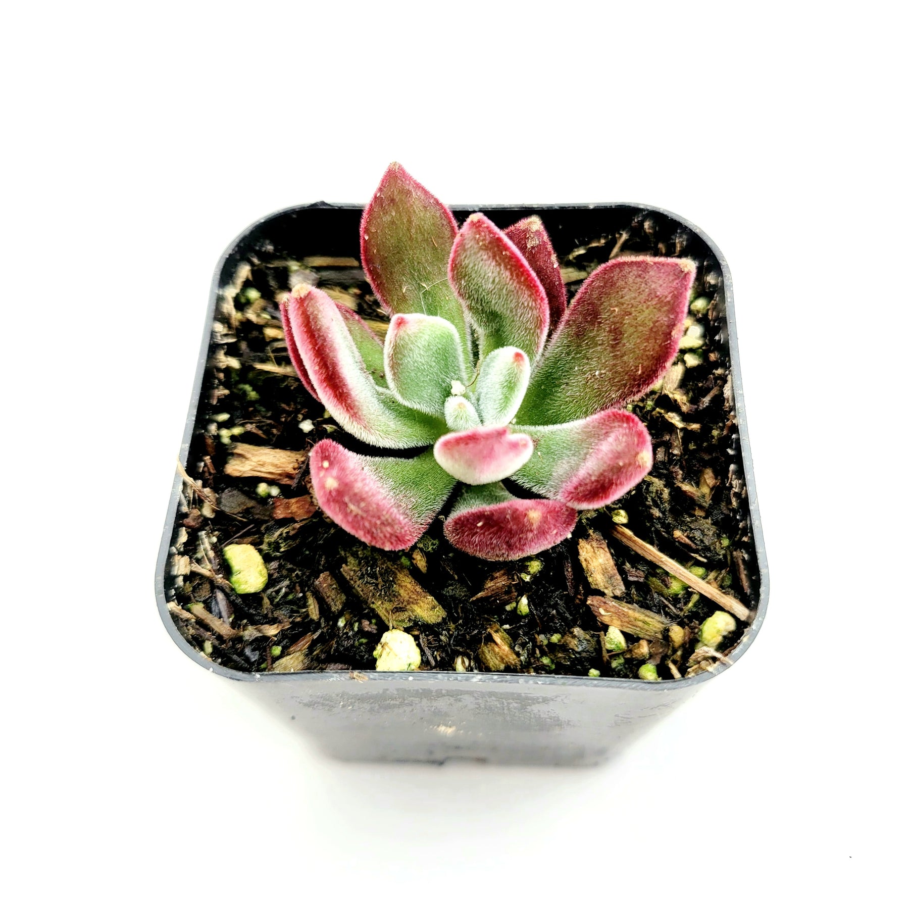 Echeveria 'Devotion'