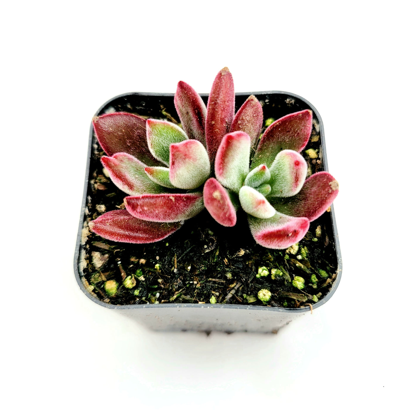 Echeveria 'Devotion' succulent with red-tipped, fuzzy leaves in a pot.