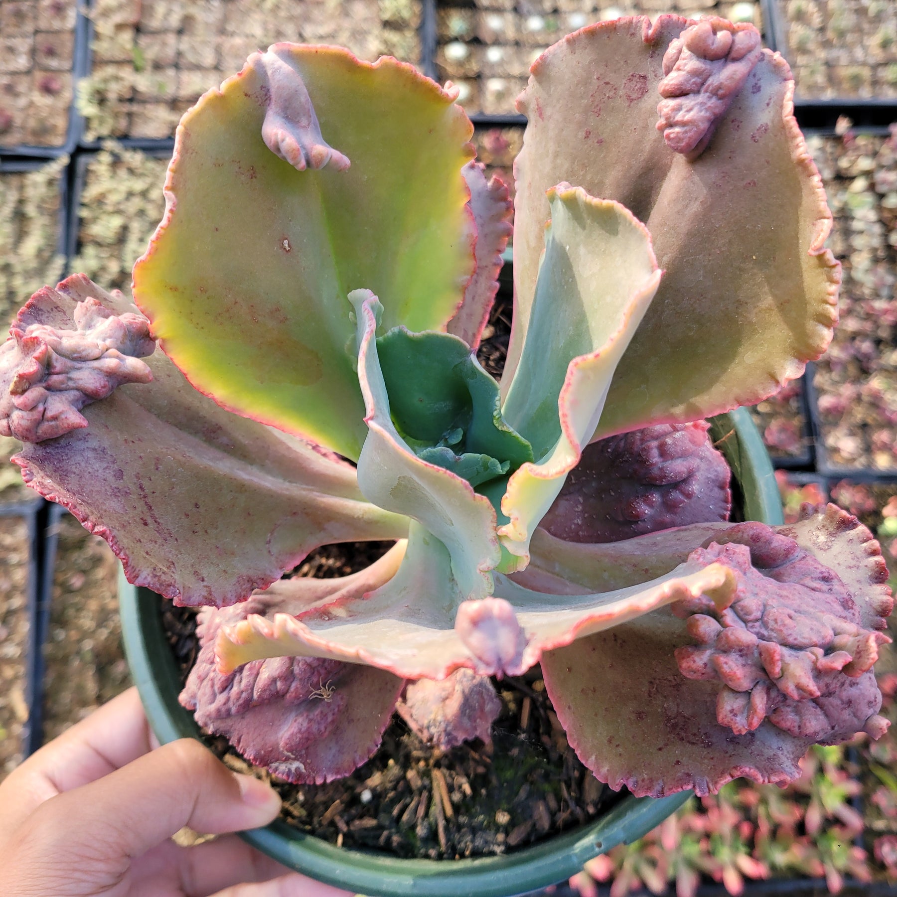 Echeveria 'Etna'