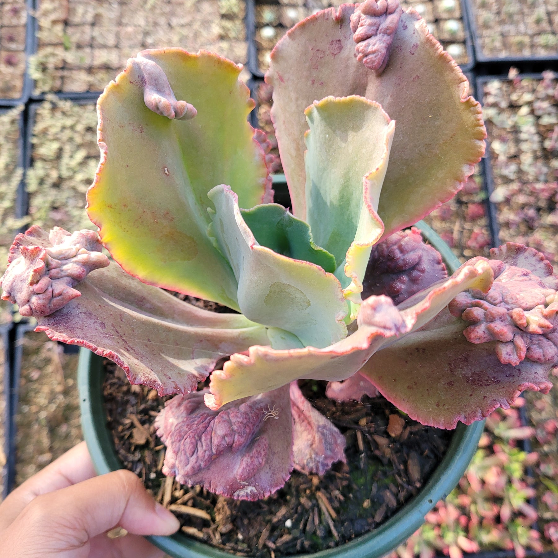 Echeveria 'Etna'