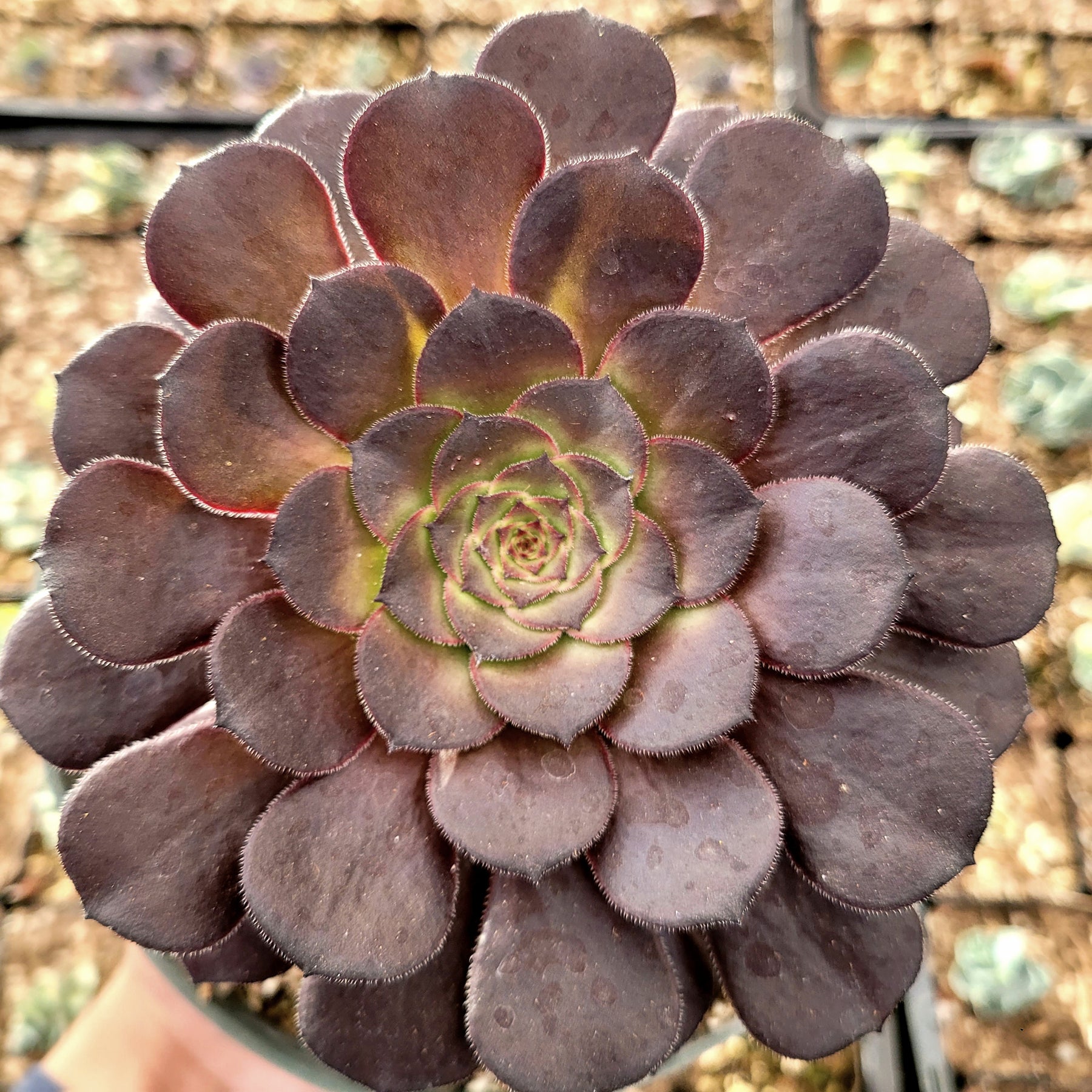 Aeonium 'Short Black'