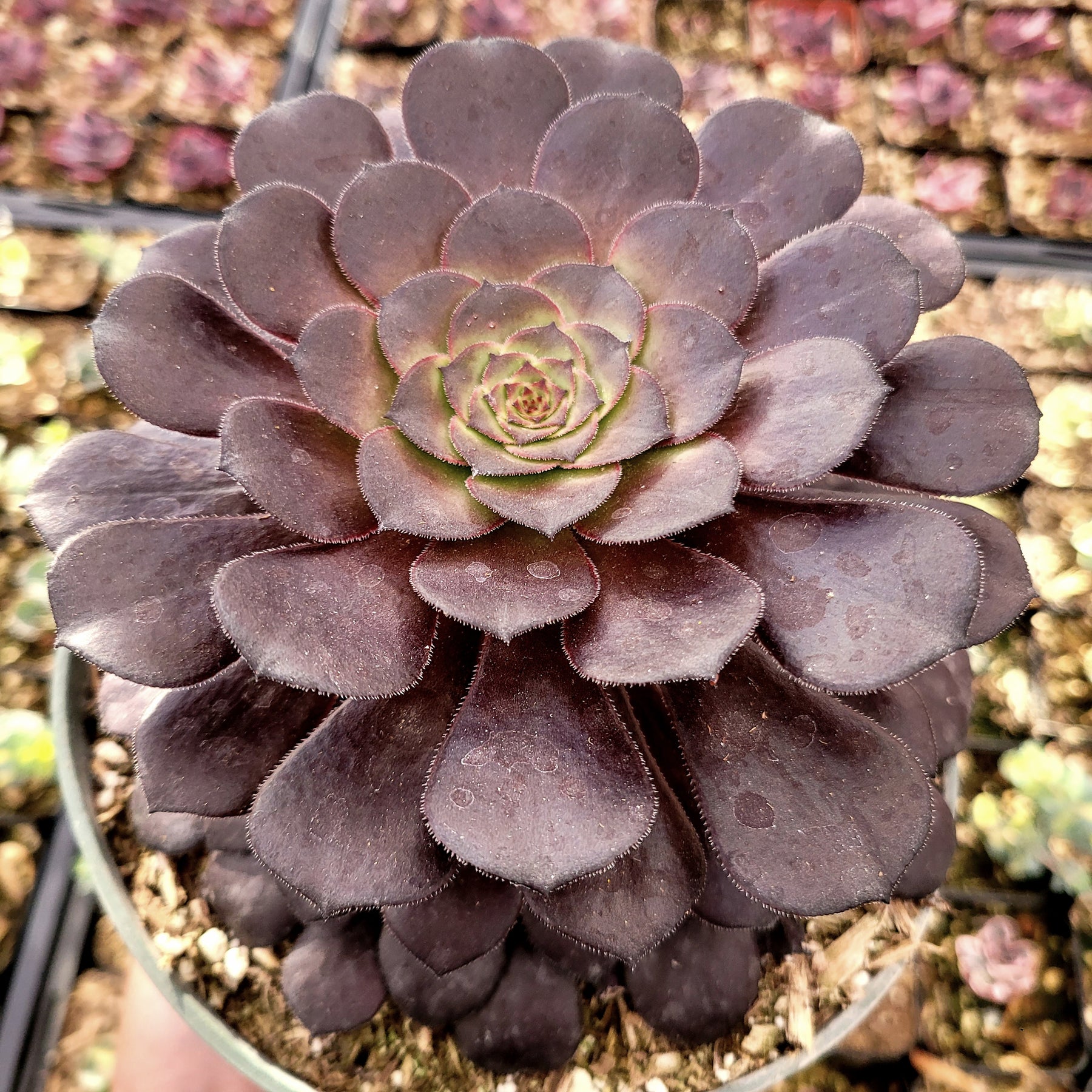 Aeonium 'Short Black'