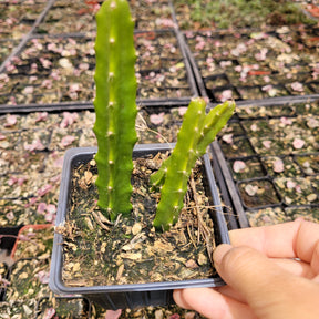 Aporophyllum 'Edna Bellamy' Hybrid Cactus
