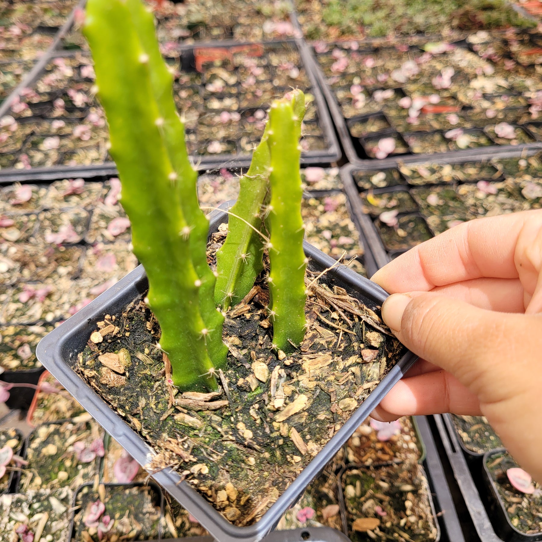 Aporophyllum 'Edna Bellamy' Hybrid Cactus