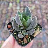 Crassula x justi-corderoyi