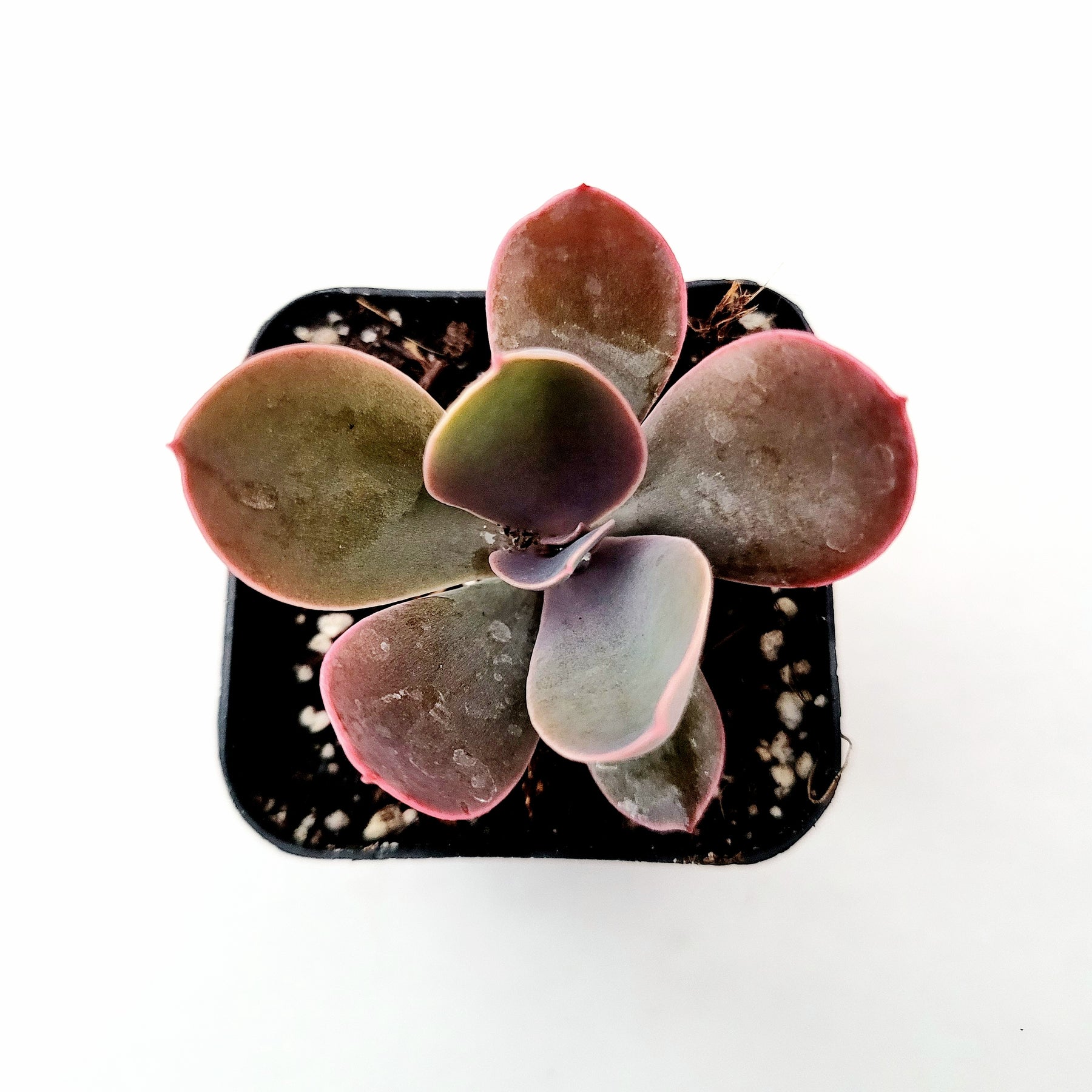 Echeveria gibbiflora ‘Metallica’