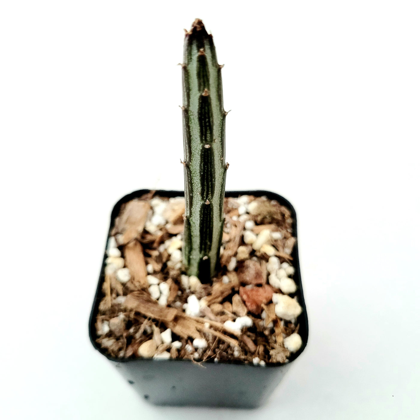 Senecio stapeliiformis Pickle Plant in small nursery pot for propagation.