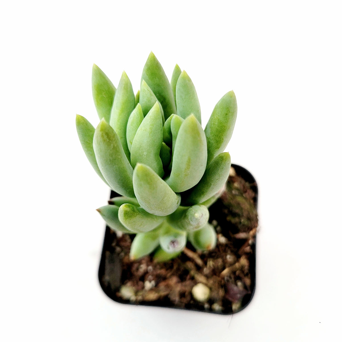 Sedeveria 'Harry Butterfield' - Super Donkey Tail