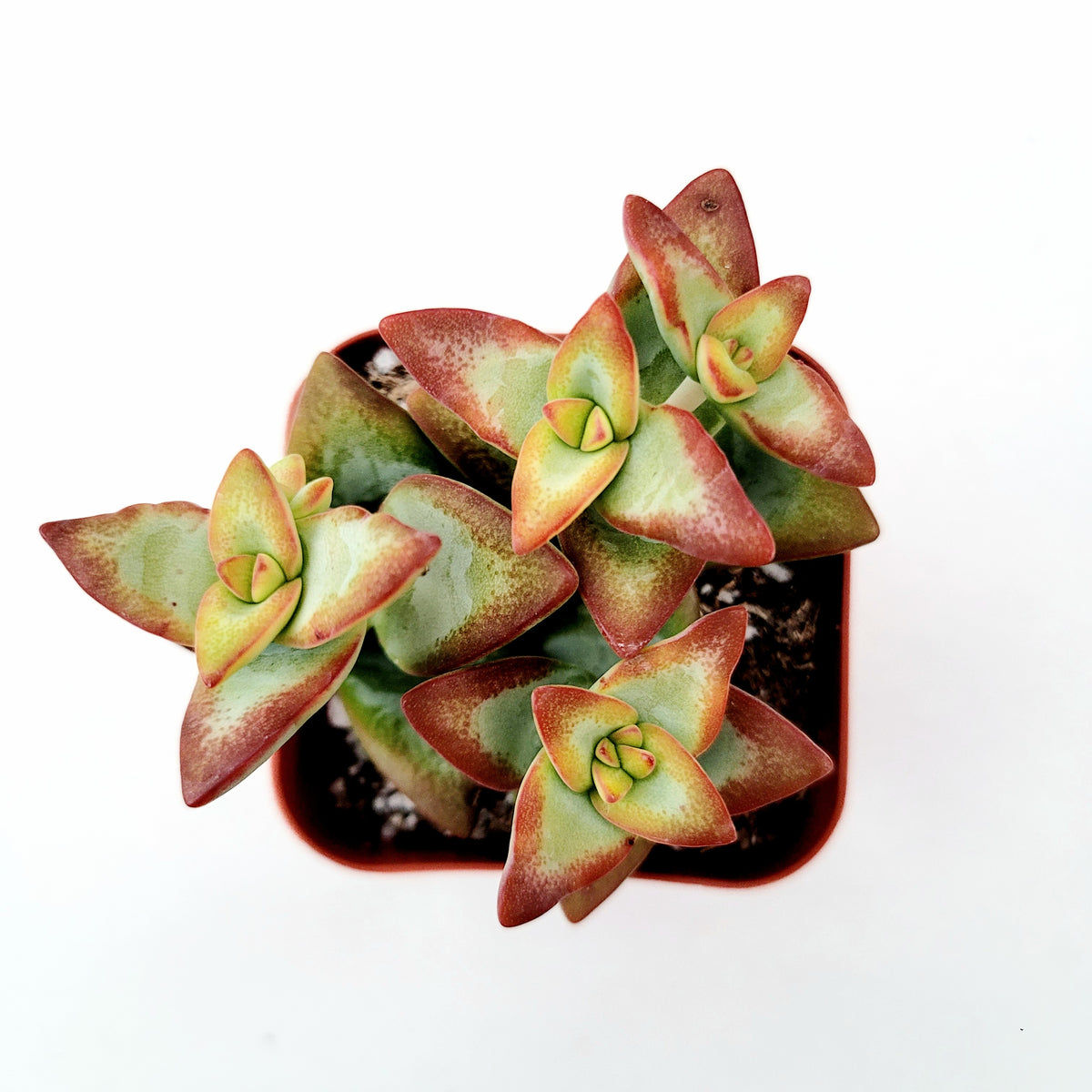 Crassula conjuncta succulent in square pot, top view.