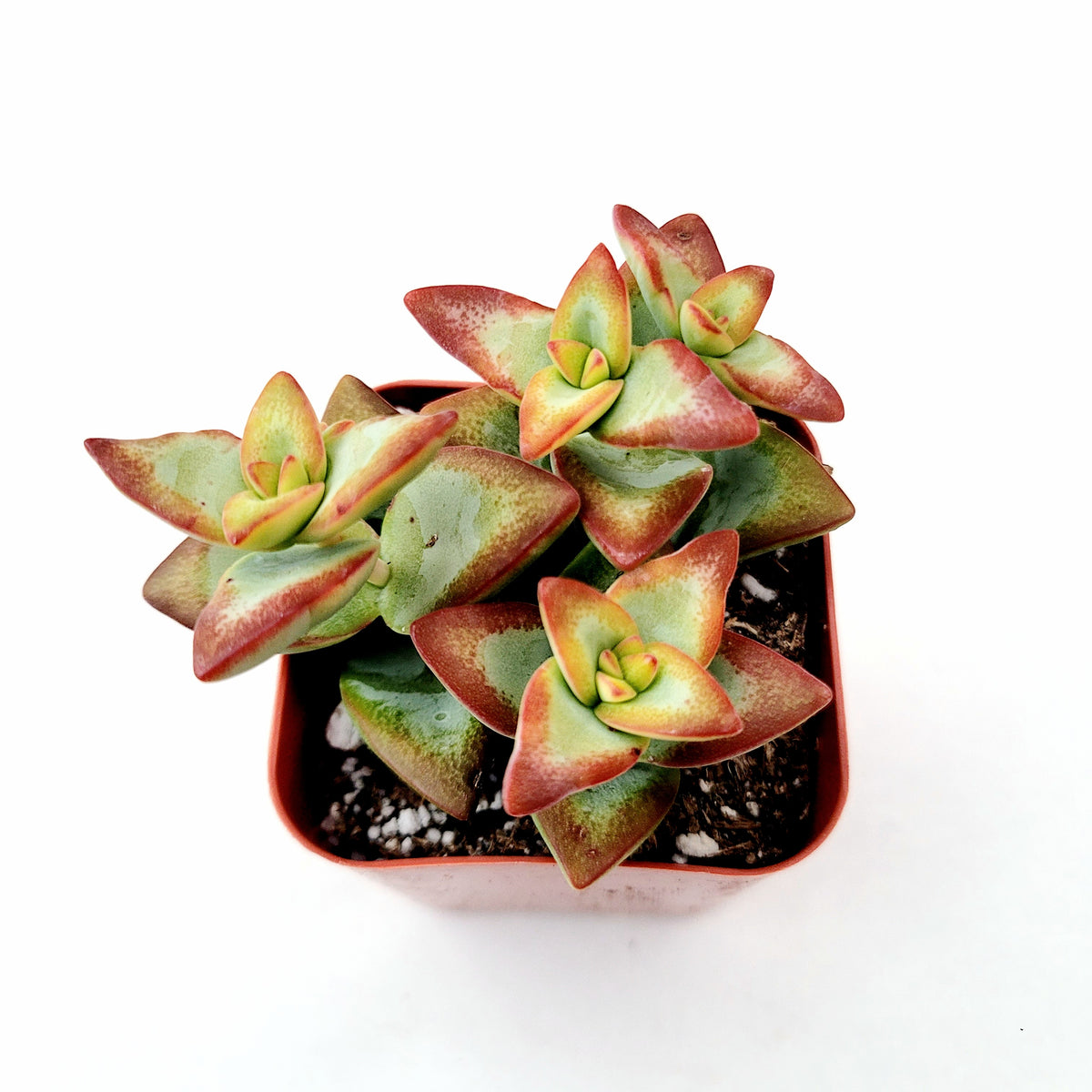Crassula conjuncta potted succulent with bluish-green, reddish-edged rosettes.