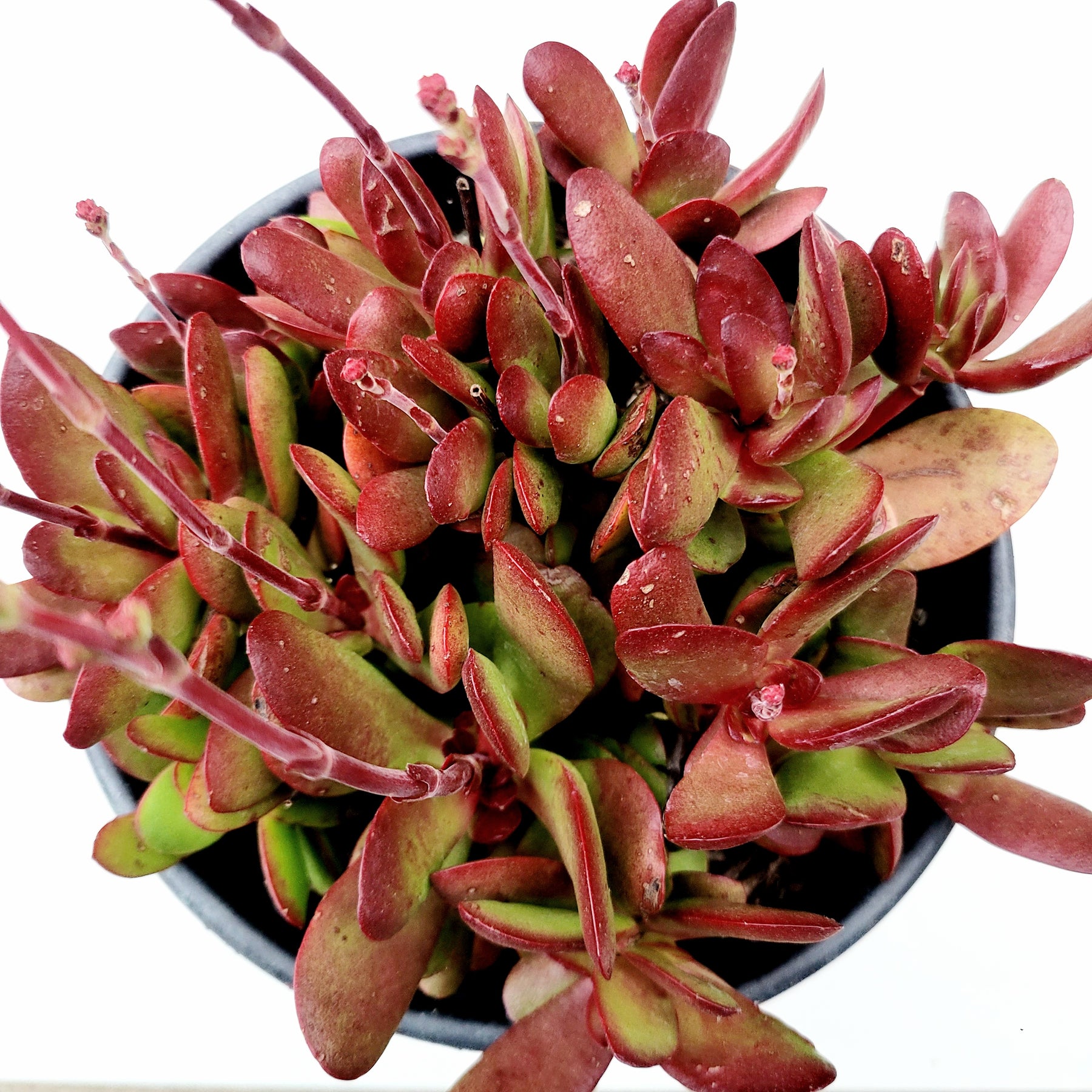 Crassula clavata