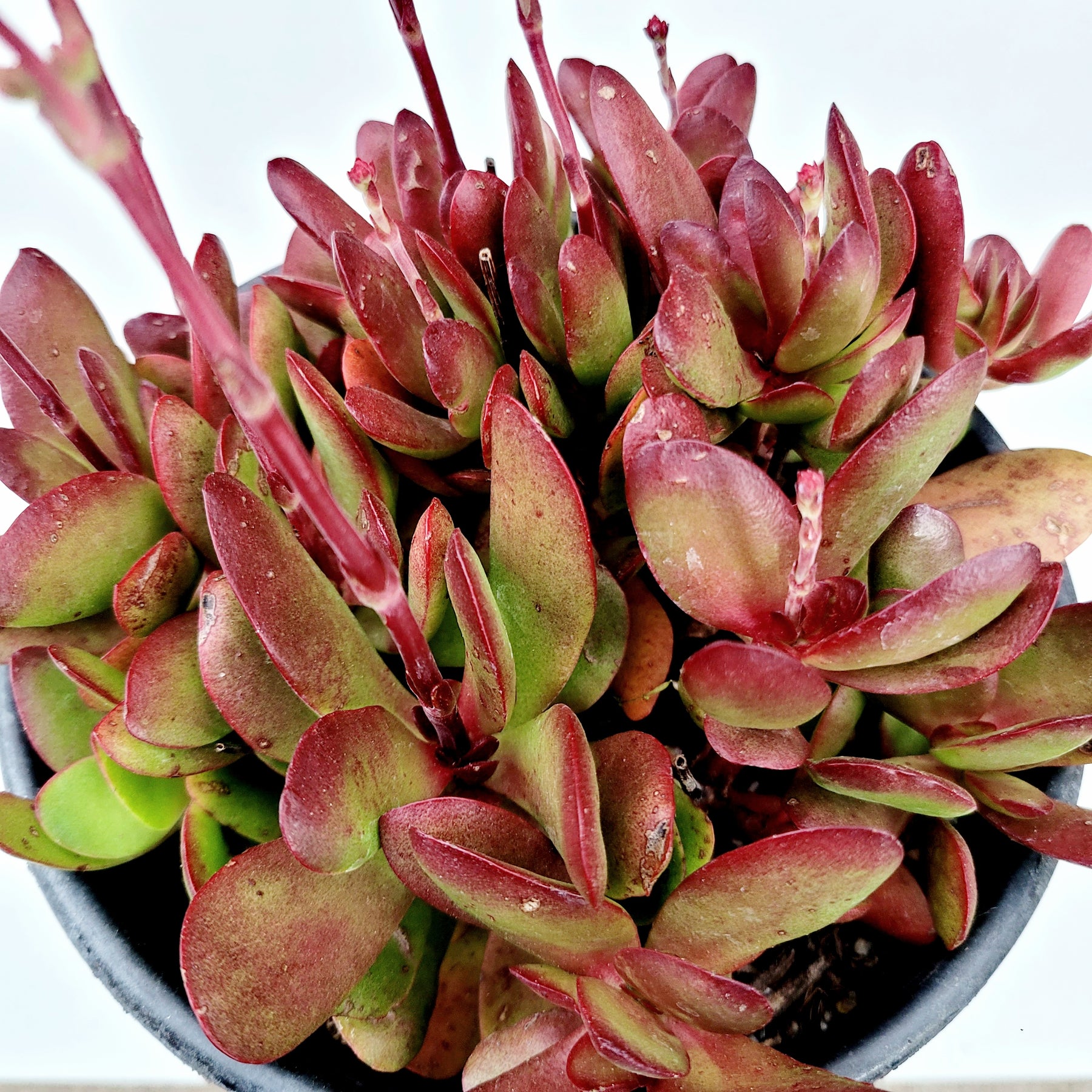 Crassula clavata