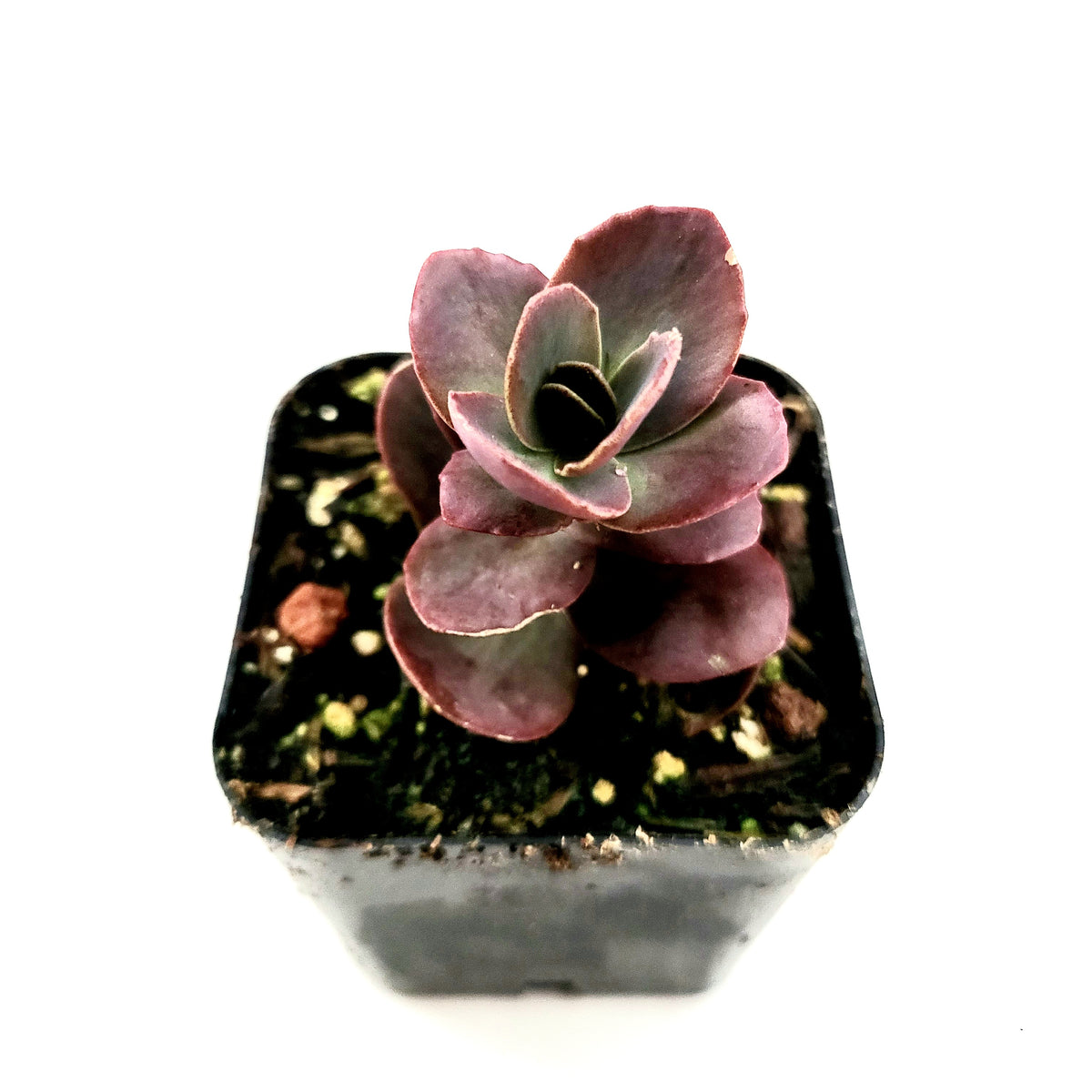 SunSparkler® Sedum 'Cherry Tart' succulent in black nursery pot.