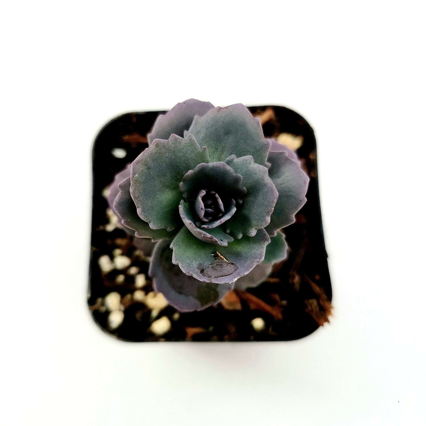 SunSparkler® Sedum 'Blue Pearl' - Succulents Depot