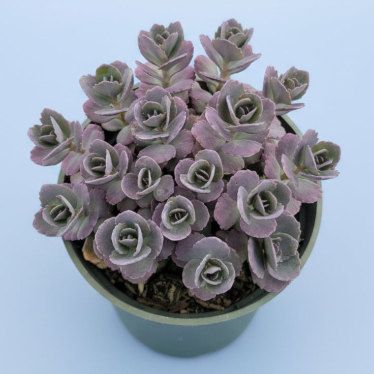 SunSparkler® Sedum 'Blue Pearl' succulent in nursery pot.