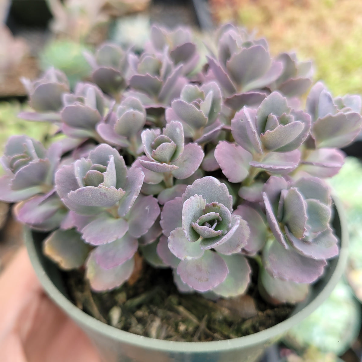 SunSparkler® Sedum 'Blue Pearl' succulent with purplish margins.