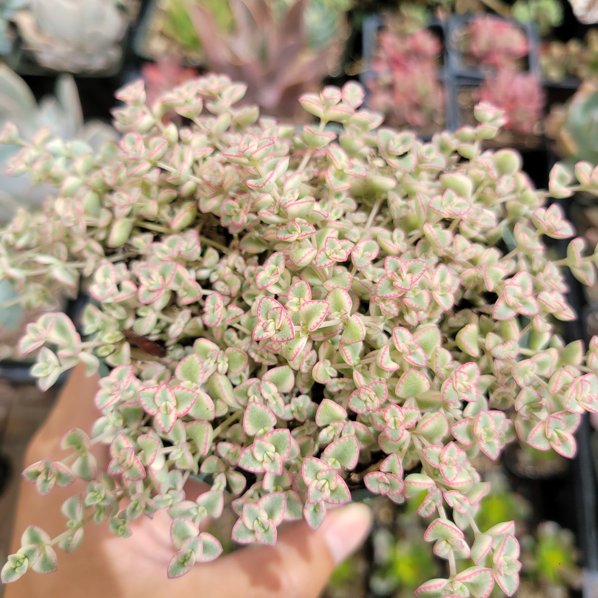 Sedum 'Little Missy' succulent with variegated heart-shaped leaves.