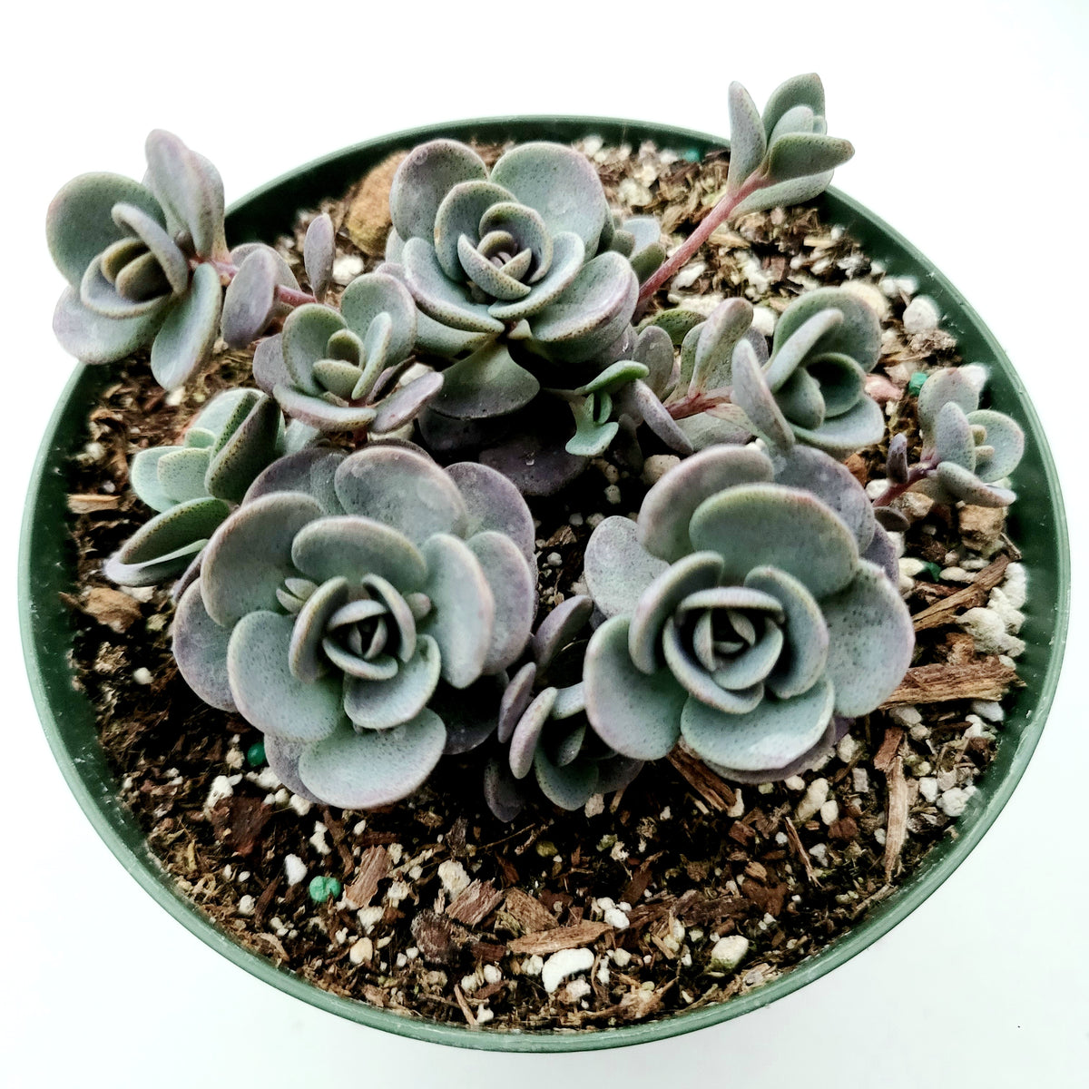 SunSparkler® Sedum 'Blue Elf' potted succulent with rose-shaped rosettes.