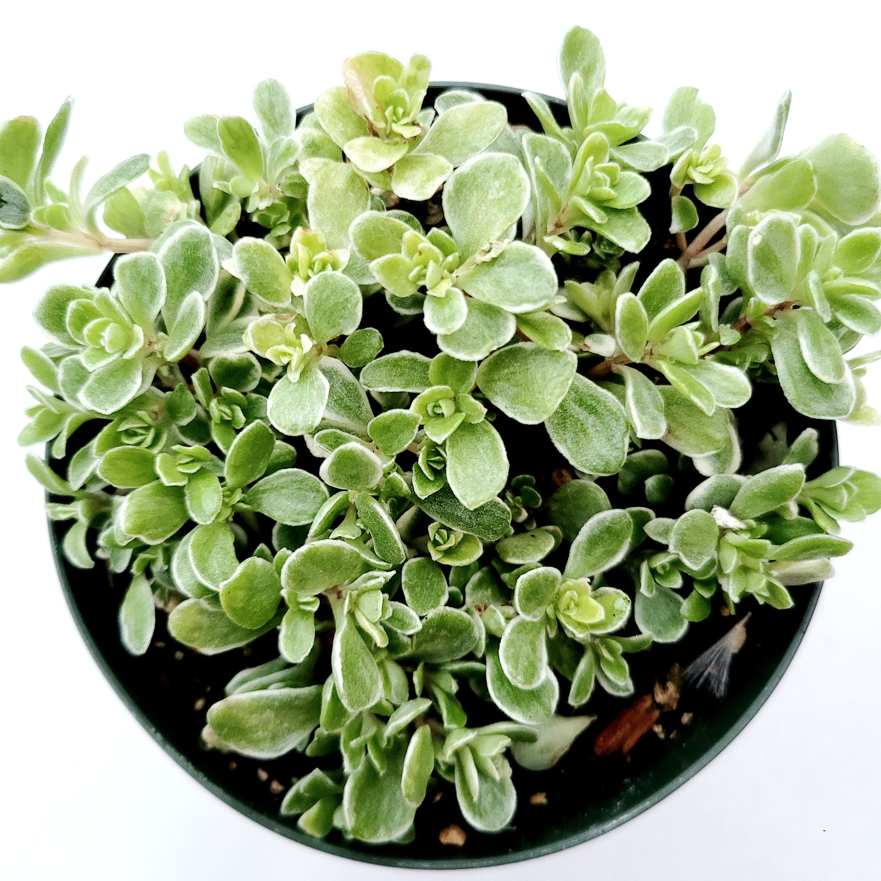 Sedum makinoi Variegata - Japanese Stonecrop