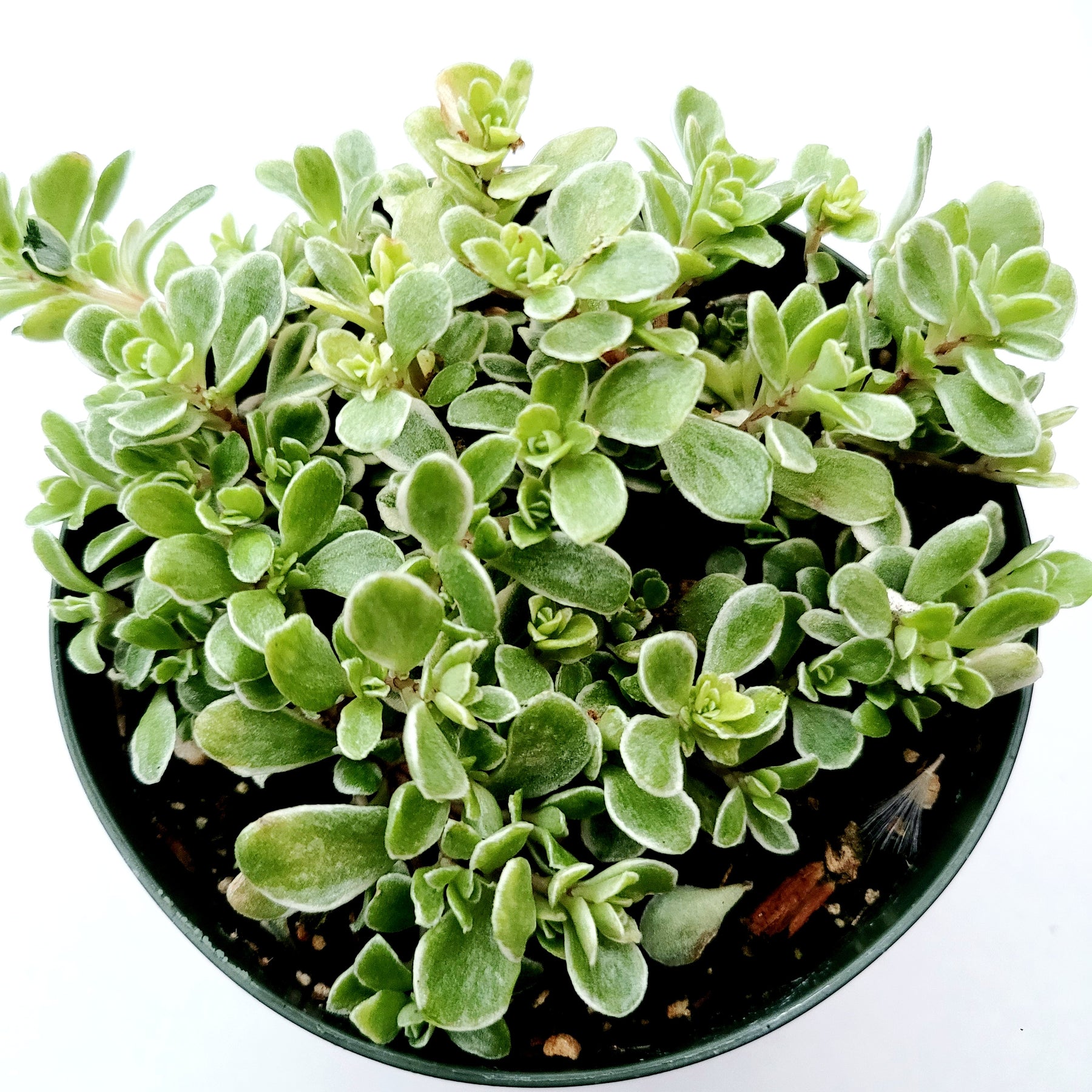 Sedum makinoi Variegata - Japanese Stonecrop